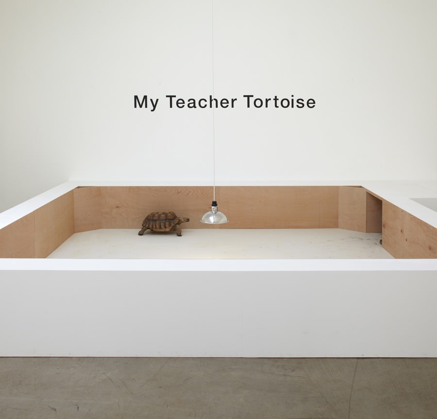 MY TEACHER TORTOISE