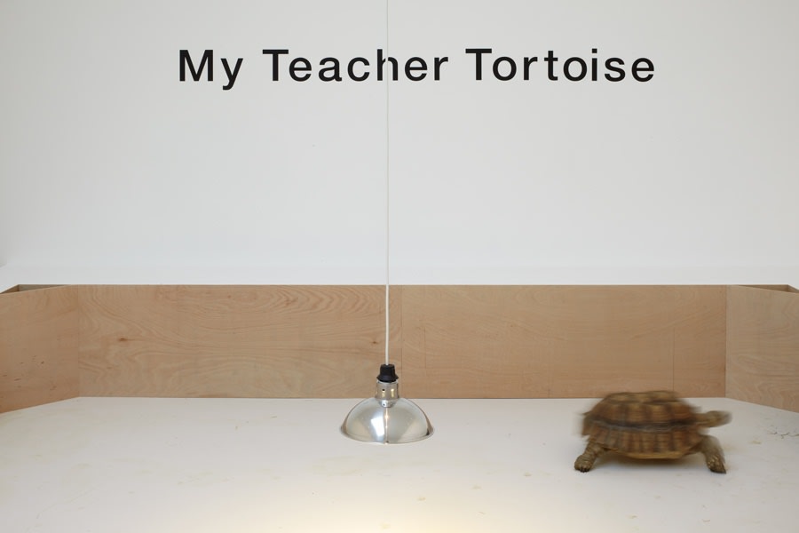 MY TEACHER TORTOISE