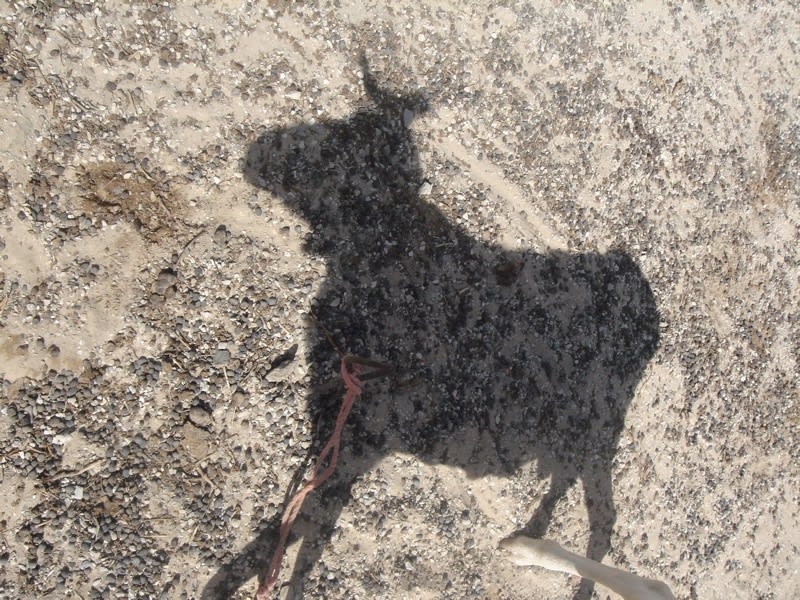 Saïdou Dicko, TABASKI AVANT, 2007