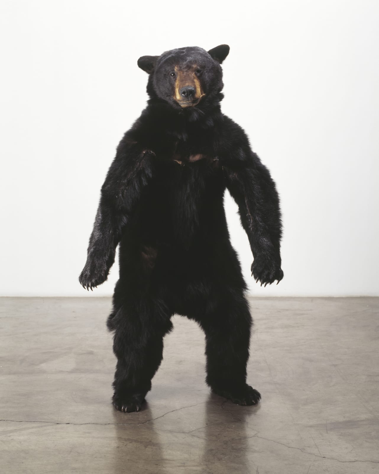 Carlee Fernandez, Bear Study, 2004