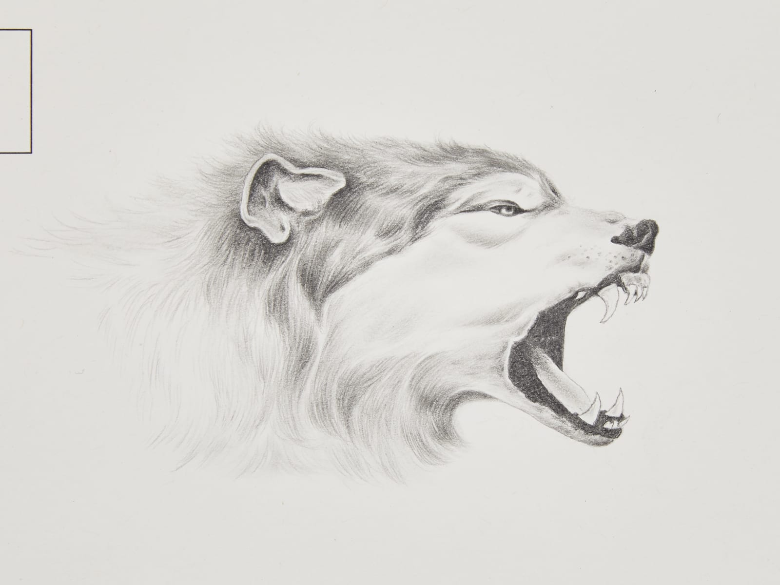 Robyn O'Neil, Ace Hotel - Wolf, 2021
