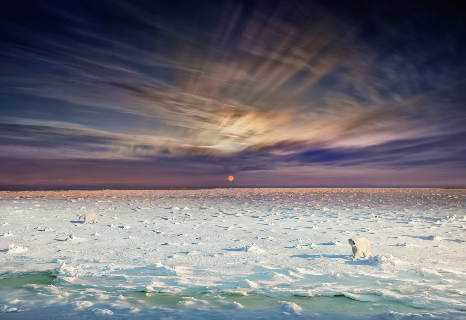 Stephen Wilkes Polar Bear, Churchill, Manitoba, Day to Night, 2019 Signed on label verso 24 x 35 inch archival pigment print Edition of 20 32 x 46 3/4 inch archival pigment print Edition of 15 48 x 70 inch archival pigment print Edition of 12 60 x 87 inch archival pigment print Edition of 4