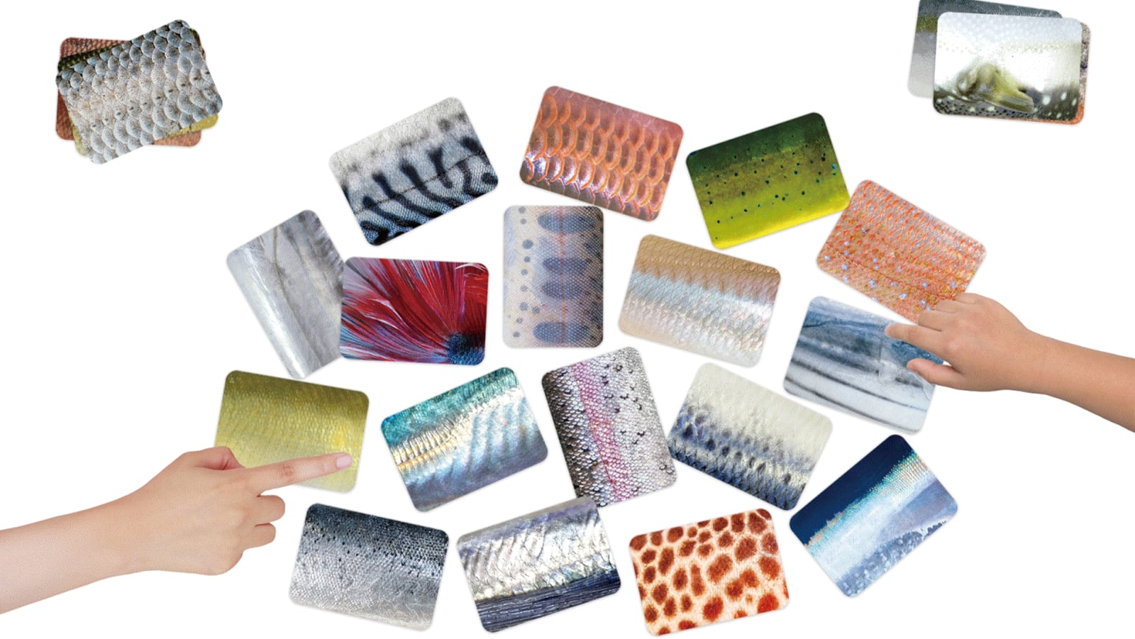 Sakanakaruta, Chiba Print Co.,Ltd / Japan