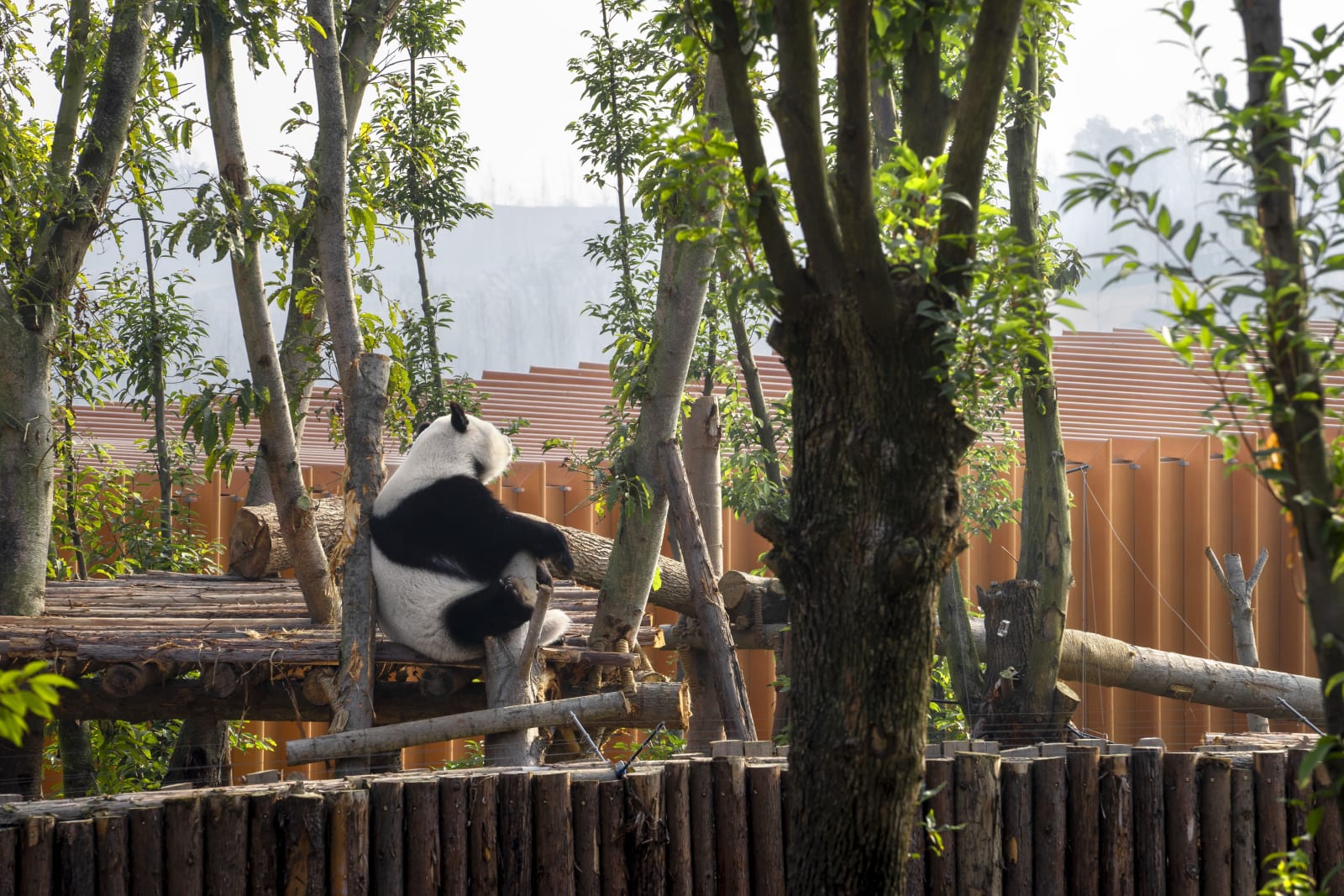 The Panda Pavilions / The Mainland, Atelier Ping Jiang | EID Arch / The Mainland