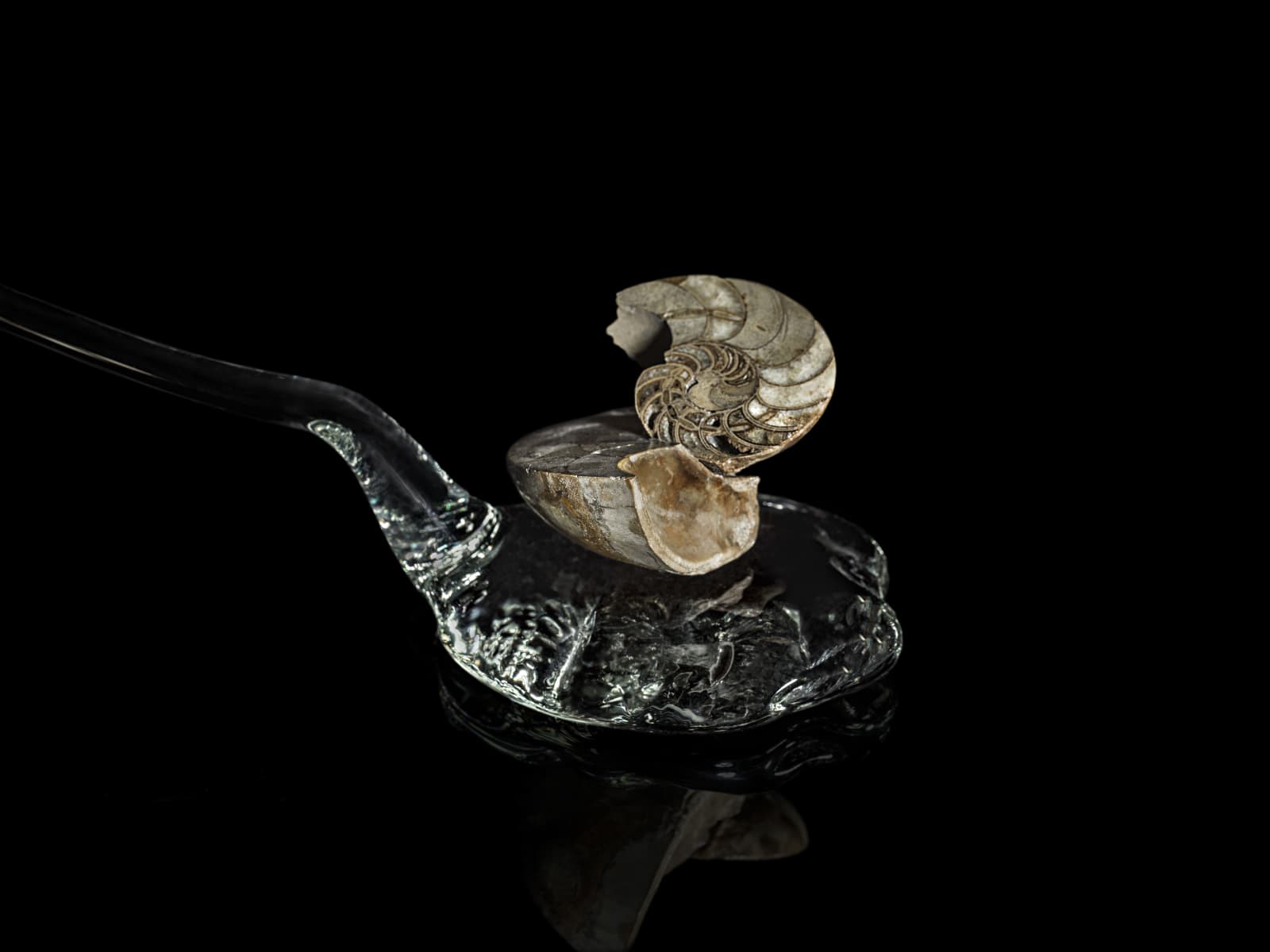 Denise Milan, Banquete da Terra, 2018