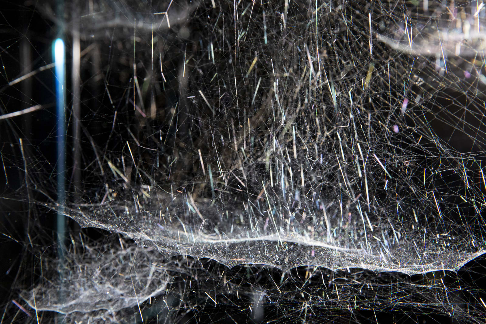 Tomás Saraceno, Gravitational solitary semi-social Choreophy 77 Ursae Majoris built by: a solo Nephila inaurata juvenile – one week, a quartet of Cyrtophora citricola juvenile – three weeks, 2018