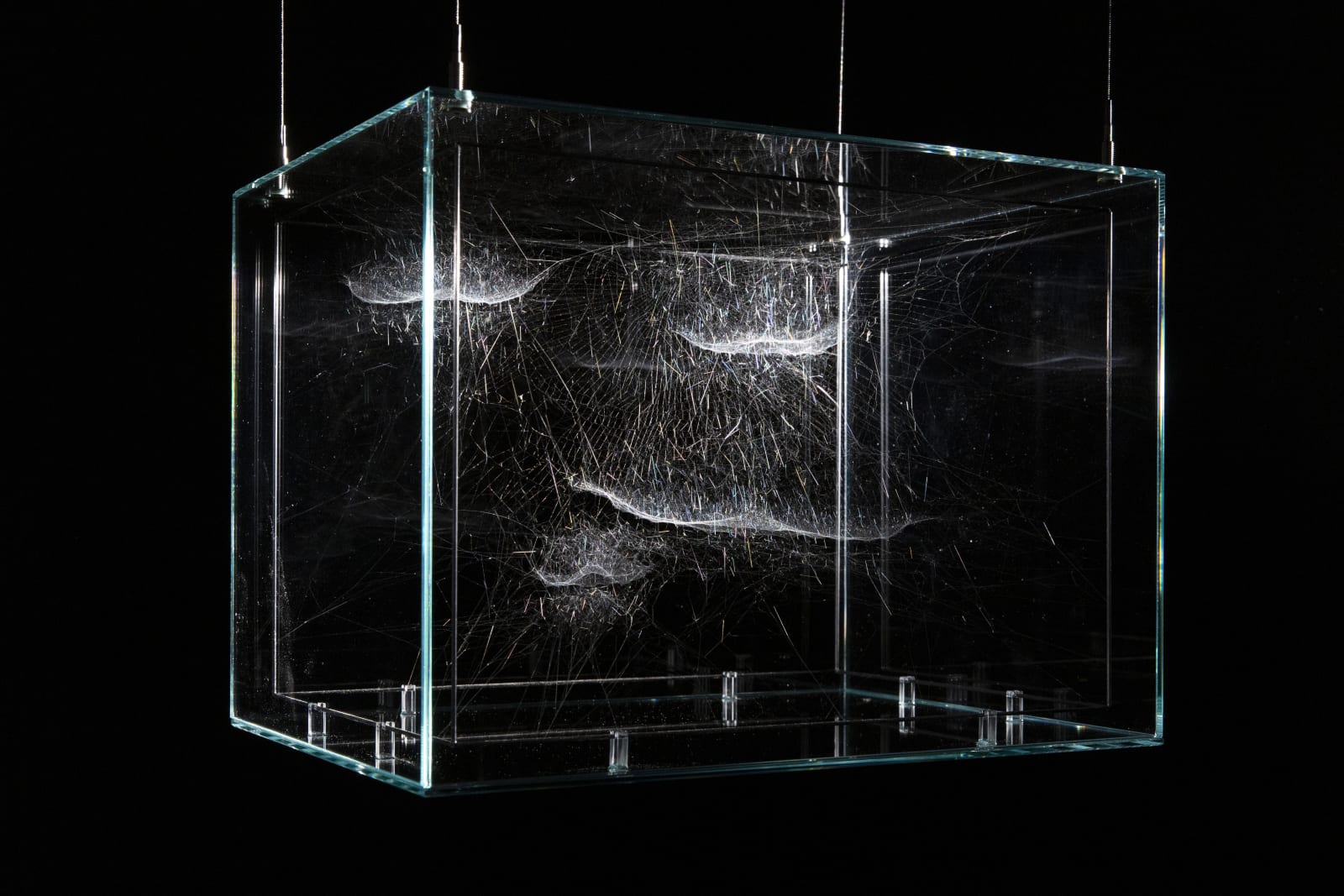 Tomás Saraceno, Gravitational solitary semi-social Choreophy 77 Ursae Majoris built by: a solo Nephila inaurata juvenile – one week, a quartet of Cyrtophora citricola juvenile – three weeks, 2018
