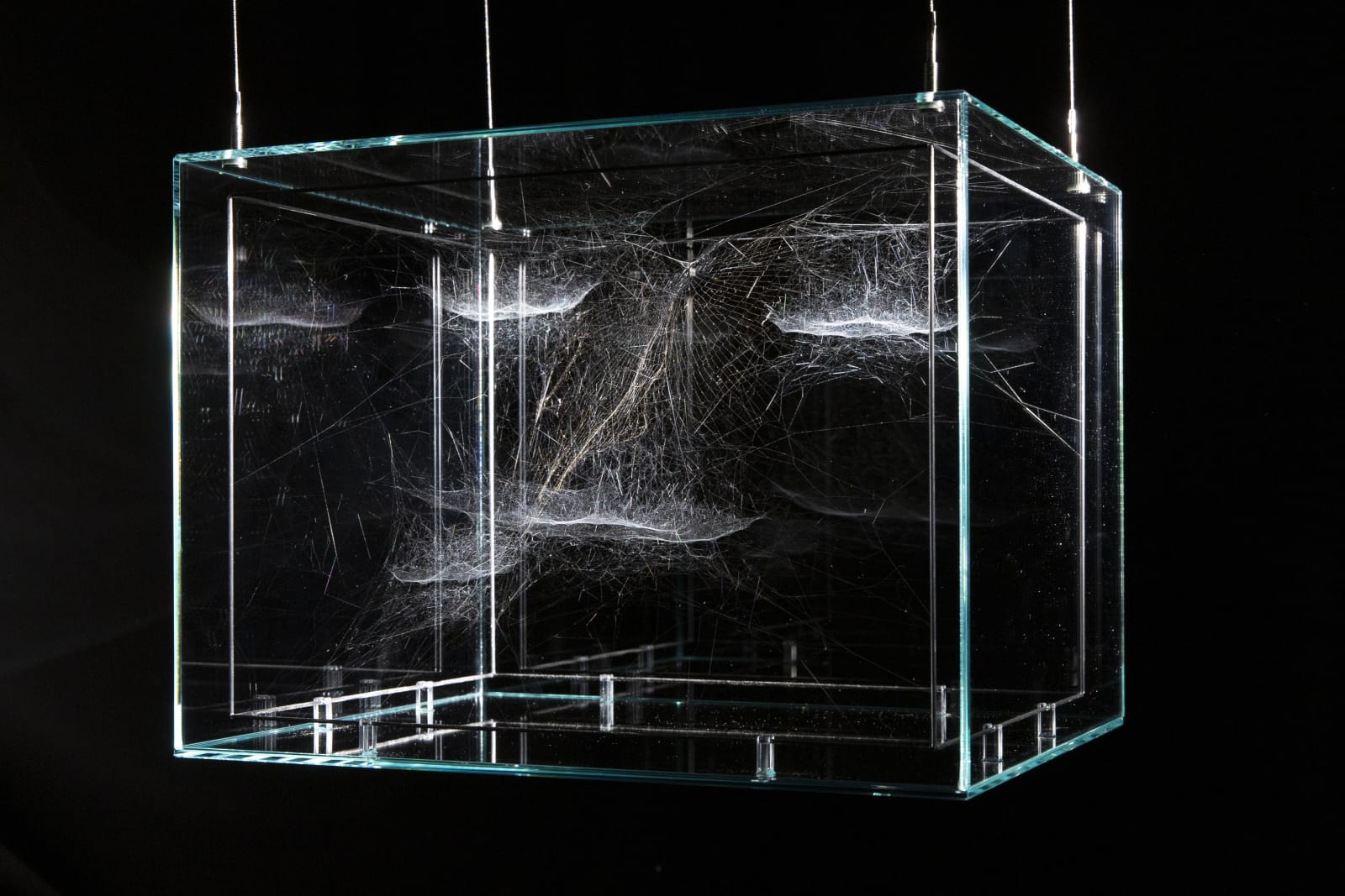 Tomás Saraceno, Gravitational solitary semi-social Choreophy 77 Ursae Majoris built by: a solo Nephila inaurata juvenile – one week, a quartet of Cyrtophora citricola juvenile – three weeks, 2018