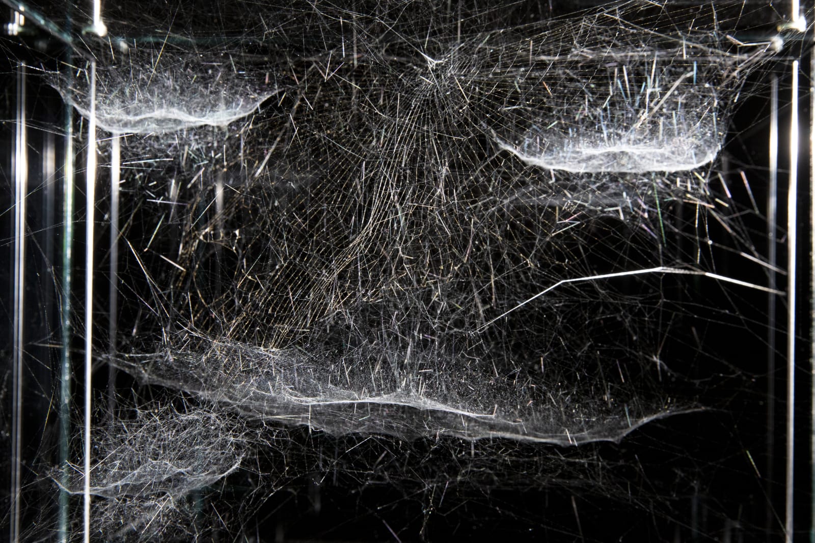 Tomás Saraceno, Gravitational solitary semi-social Choreophy 77 Ursae Majoris built by: a solo Nephila inaurata juvenile – one week, a quartet of Cyrtophora citricola juvenile – three weeks, 2018