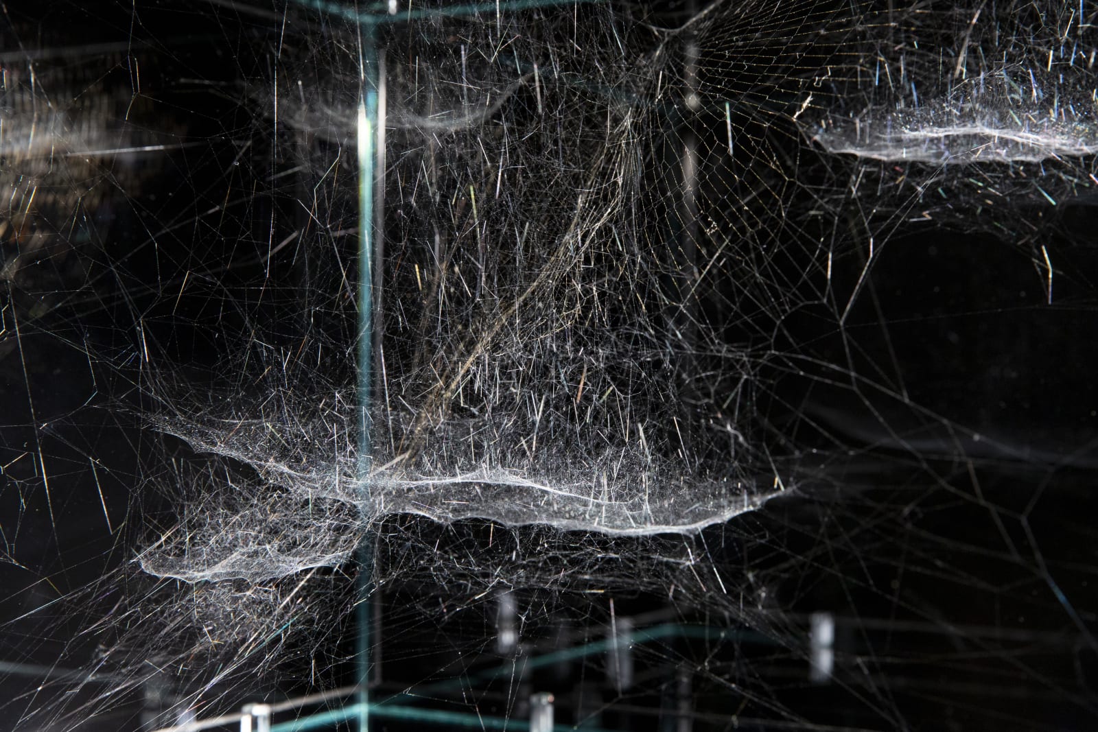 Tomás Saraceno, Gravitational solitary semi-social Choreophy 77 Ursae Majoris built by: a solo Nephila inaurata juvenile – one week, a quartet of Cyrtophora citricola juvenile – three weeks, 2018