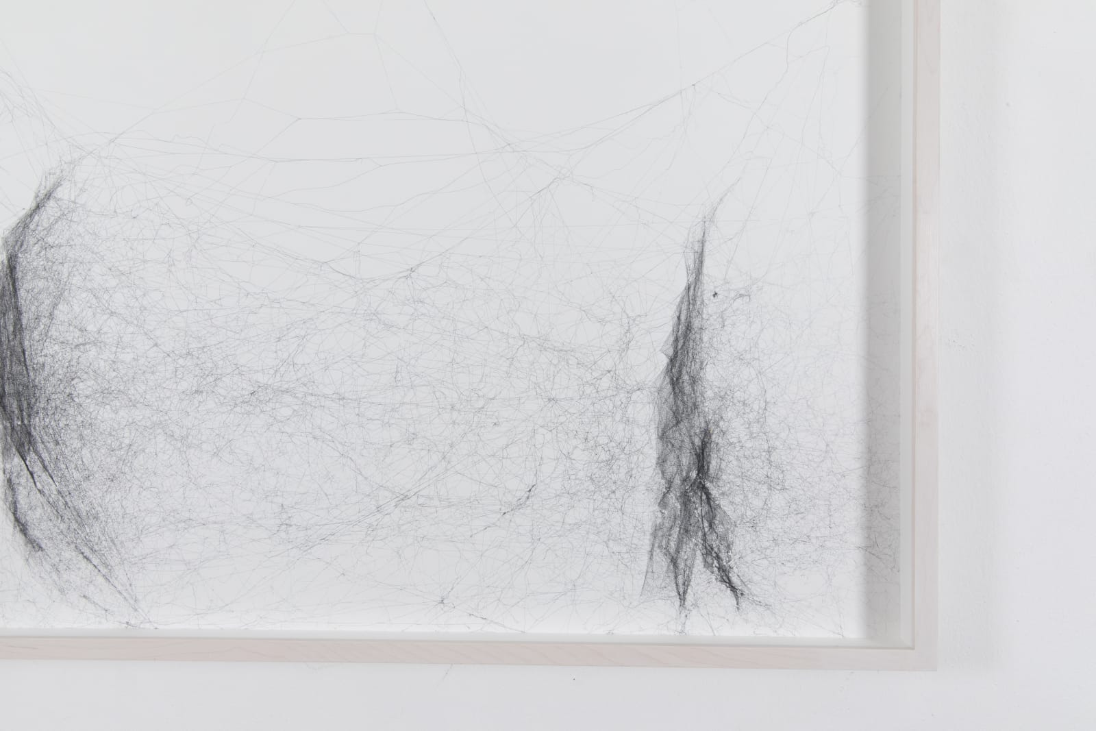 Tomás Saraceno, Solitary solitary semi-social solitary mapping of Xi Pup by a solo Nephila edulis – two weeks, a triplet of Nephila inaurata juvenile – two weeks, a quintet of Cyrtophora citricola – two weeks and a solo Holocnemus pulchei – one week, 2019