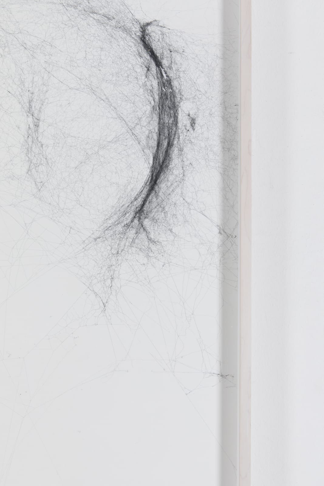 Tomás Saraceno, Solitary solitary semi-social solitary mapping of Xi Pup by a solo Nephila edulis – two weeks, a triplet of Nephila inaurata juvenile – two weeks, a quintet of Cyrtophora citricola – two weeks and a solo Holocnemus pulchei – one week, 2019