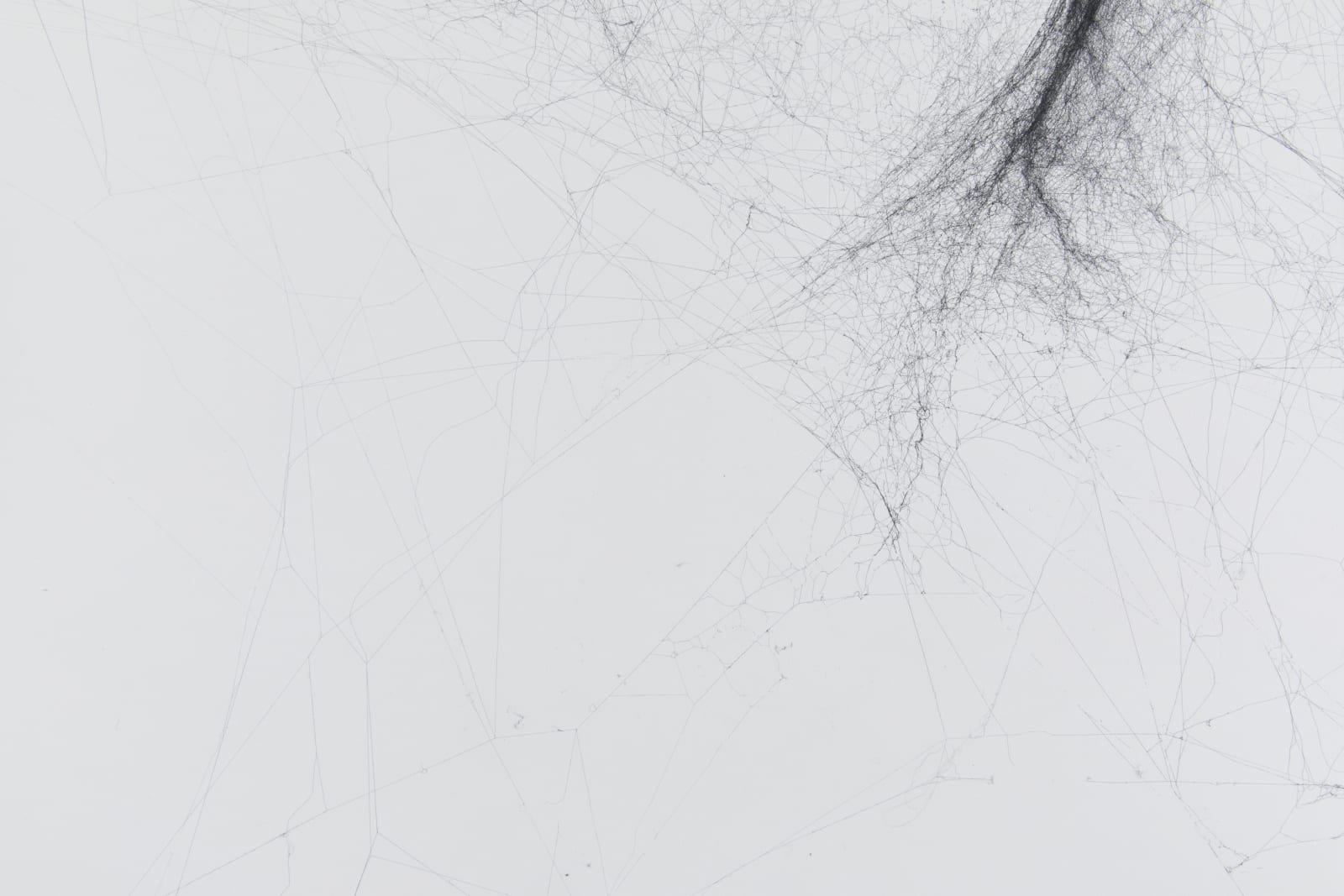 Tomás Saraceno, Solitary solitary semi-social solitary mapping of Xi Pup by a solo Nephila edulis – two weeks, a triplet of Nephila inaurata juvenile – two weeks, a quintet of Cyrtophora citricola – two weeks and a solo Holocnemus pulchei – one week, 2019