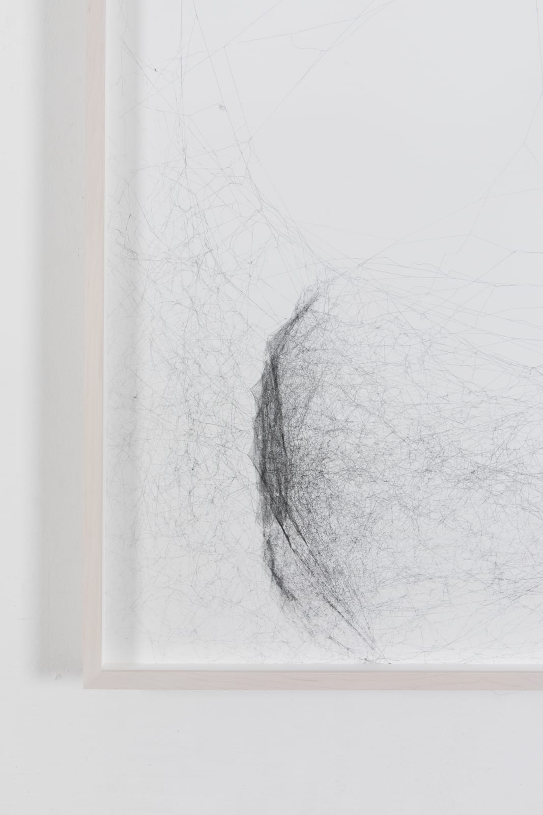 Tomás Saraceno, Solitary solitary semi-social solitary mapping of Xi Pup by a solo Nephila edulis – two weeks, a triplet of Nephila inaurata juvenile – two weeks, a quintet of Cyrtophora citricola – two weeks and a solo Holocnemus pulchei – one week, 2019