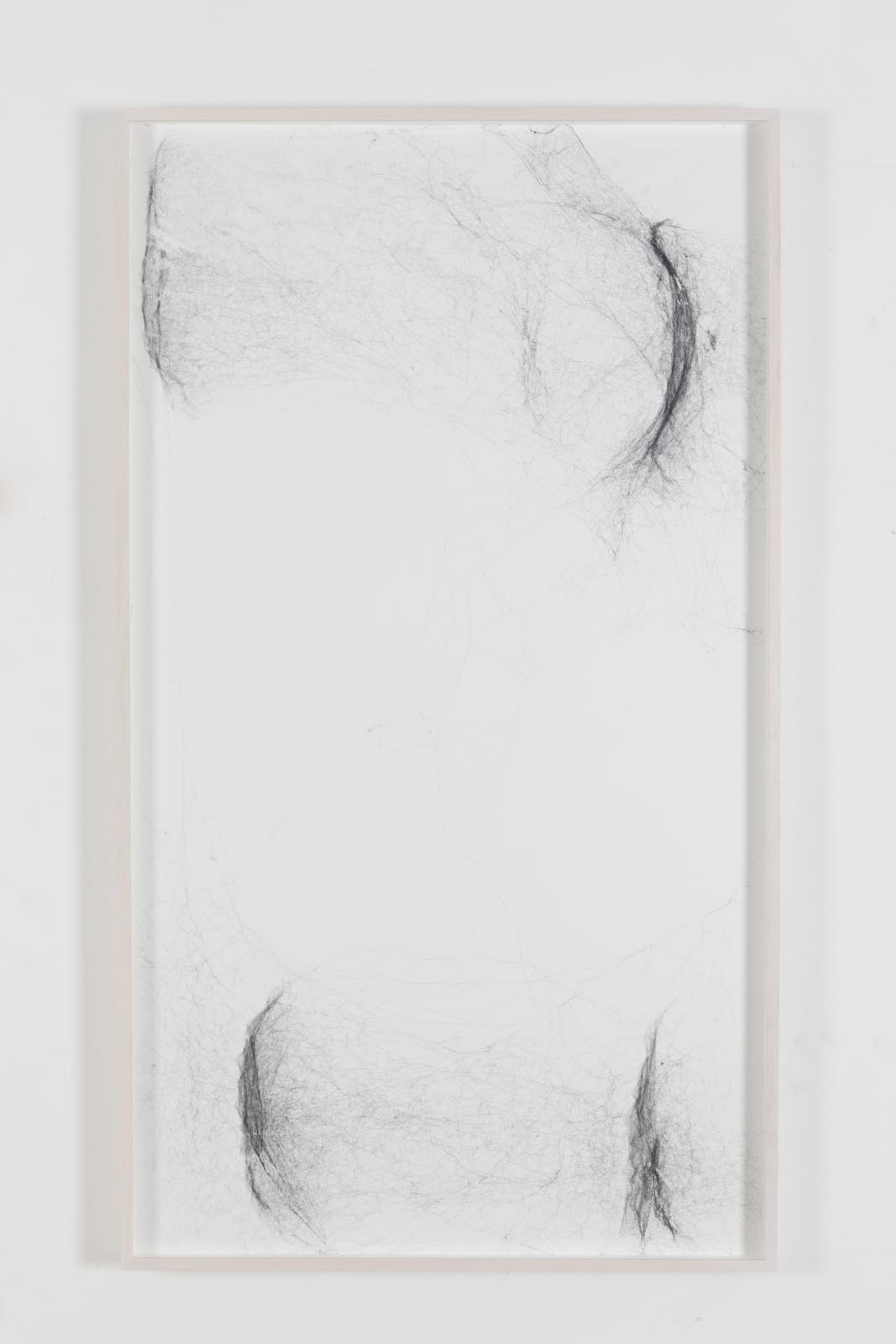 Tomás Saraceno, Solitary solitary semi-social solitary mapping of Xi Pup by a solo Nephila edulis – two weeks, a triplet of Nephila inaurata juvenile – two weeks, a quintet of Cyrtophora citricola – two weeks and a solo Holocnemus pulchei – one week, 2019