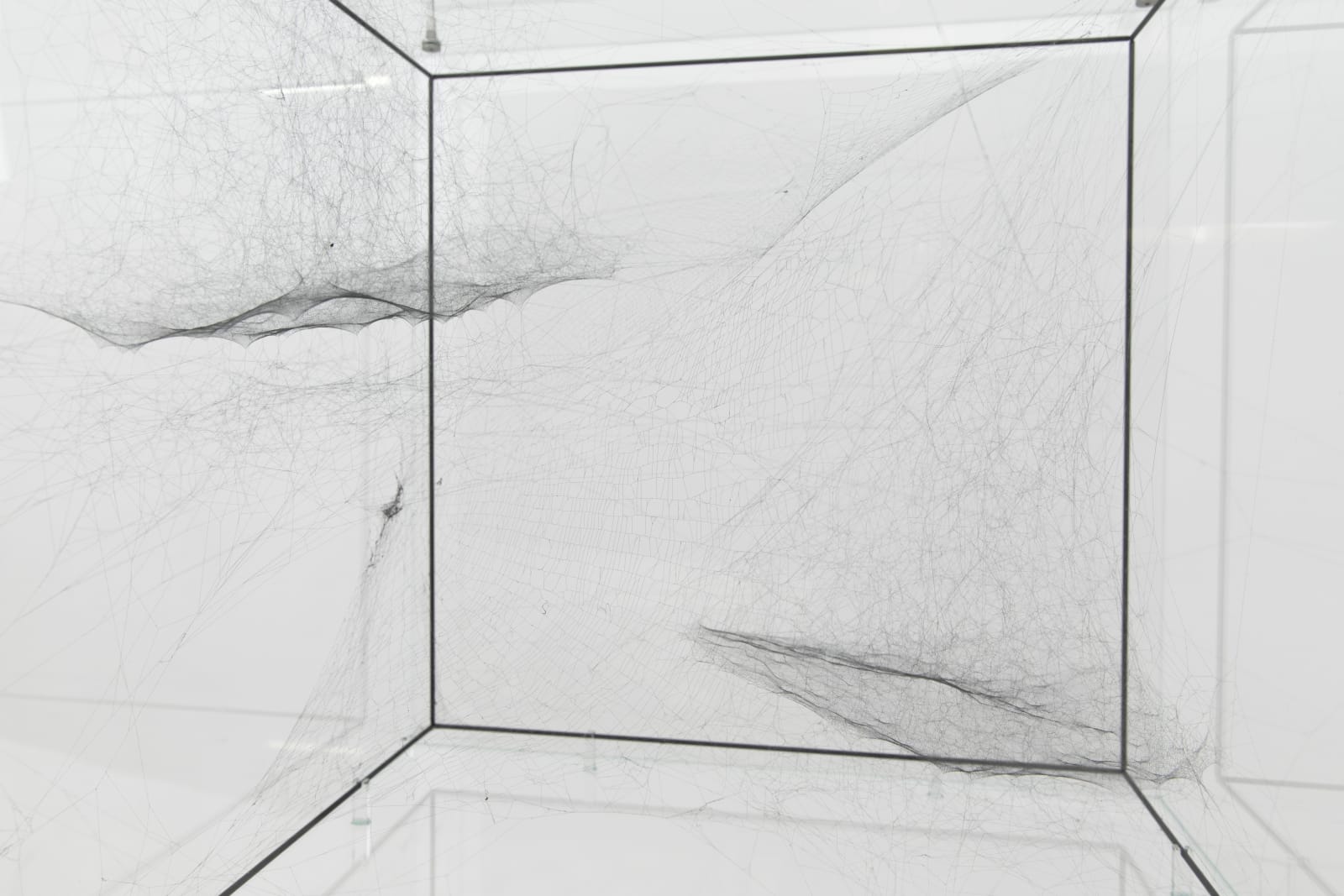 Tomás Saraceno, Hybrid solitary solitary solitary semisocial SAO 81265 built by: a solo Argiope – two weeks, a solo Nephila senegalensis – four weeks, a solo Cyrtophora citricola juvenile – one week, a solo Cyrtophora citricola – one week rotated 90, 2017