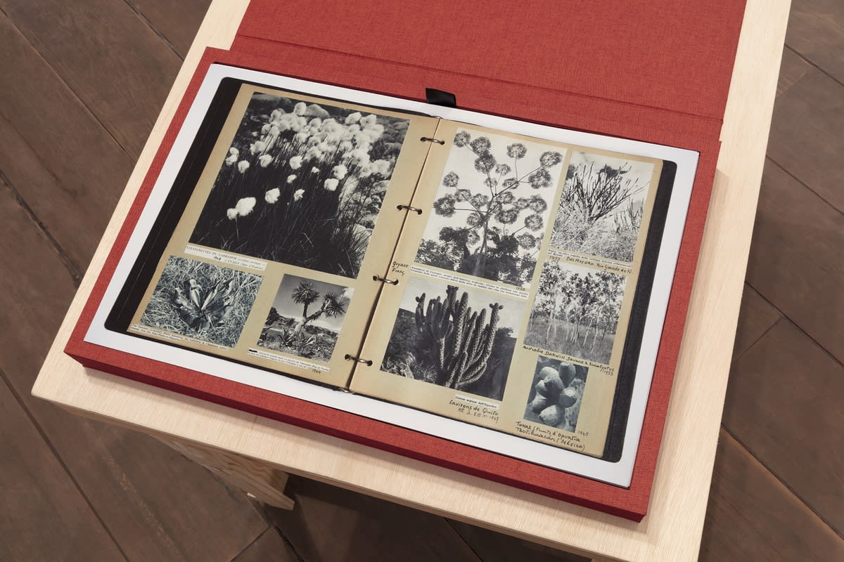 Mabe Bethônico, Livro Botânica, 2016