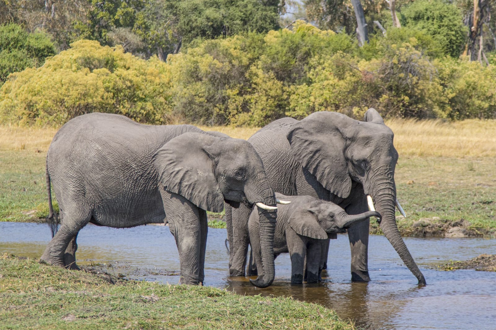 color nature photography elephants