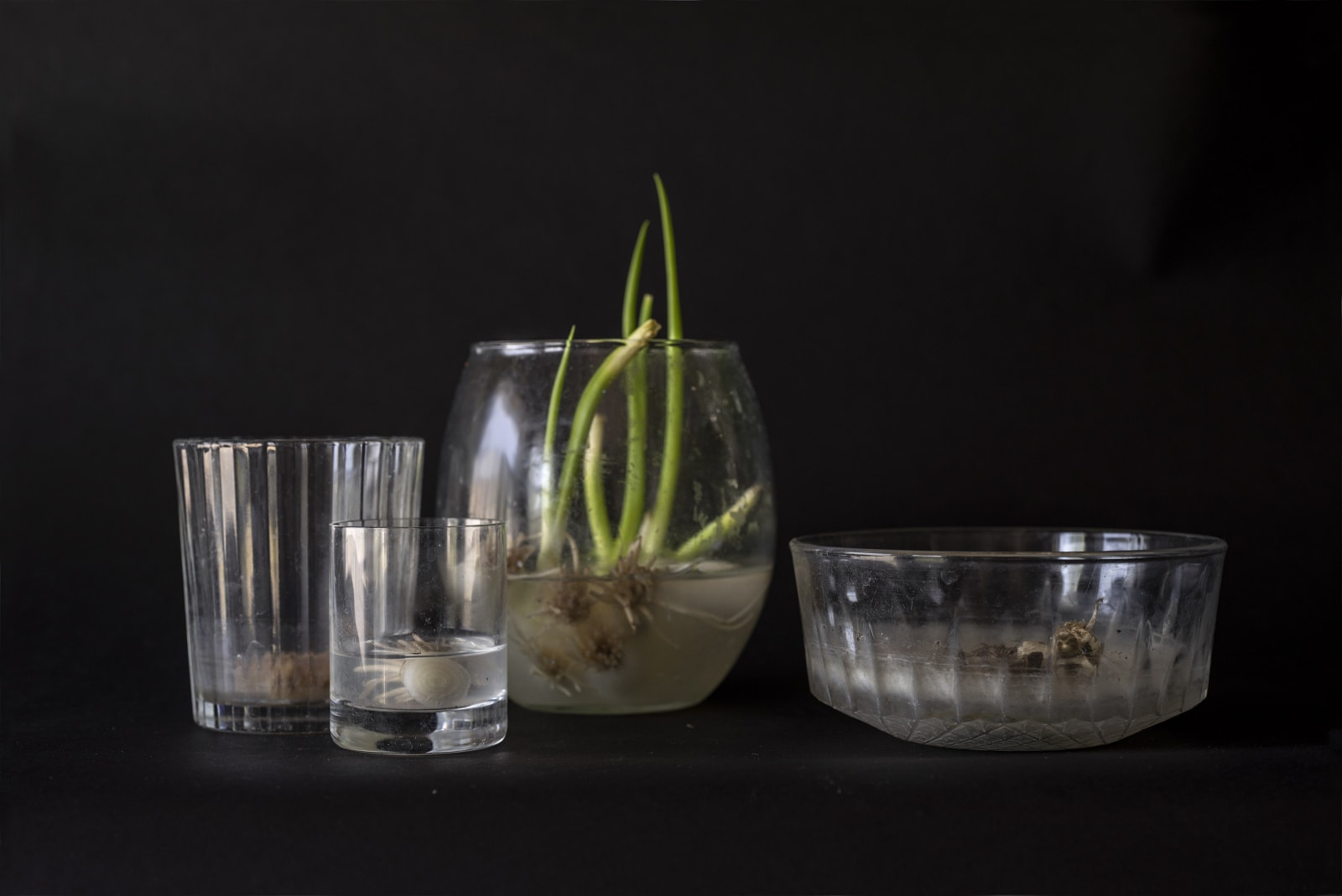 color plant photography