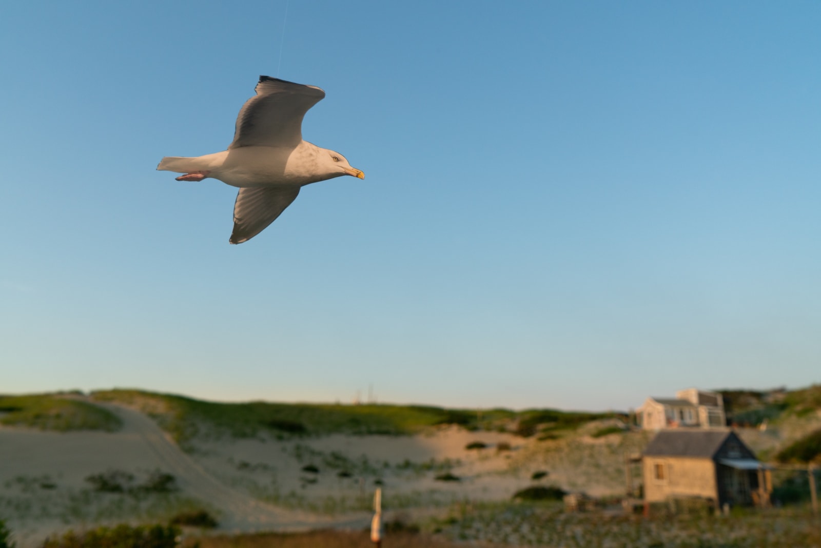 Photo of a bird flying