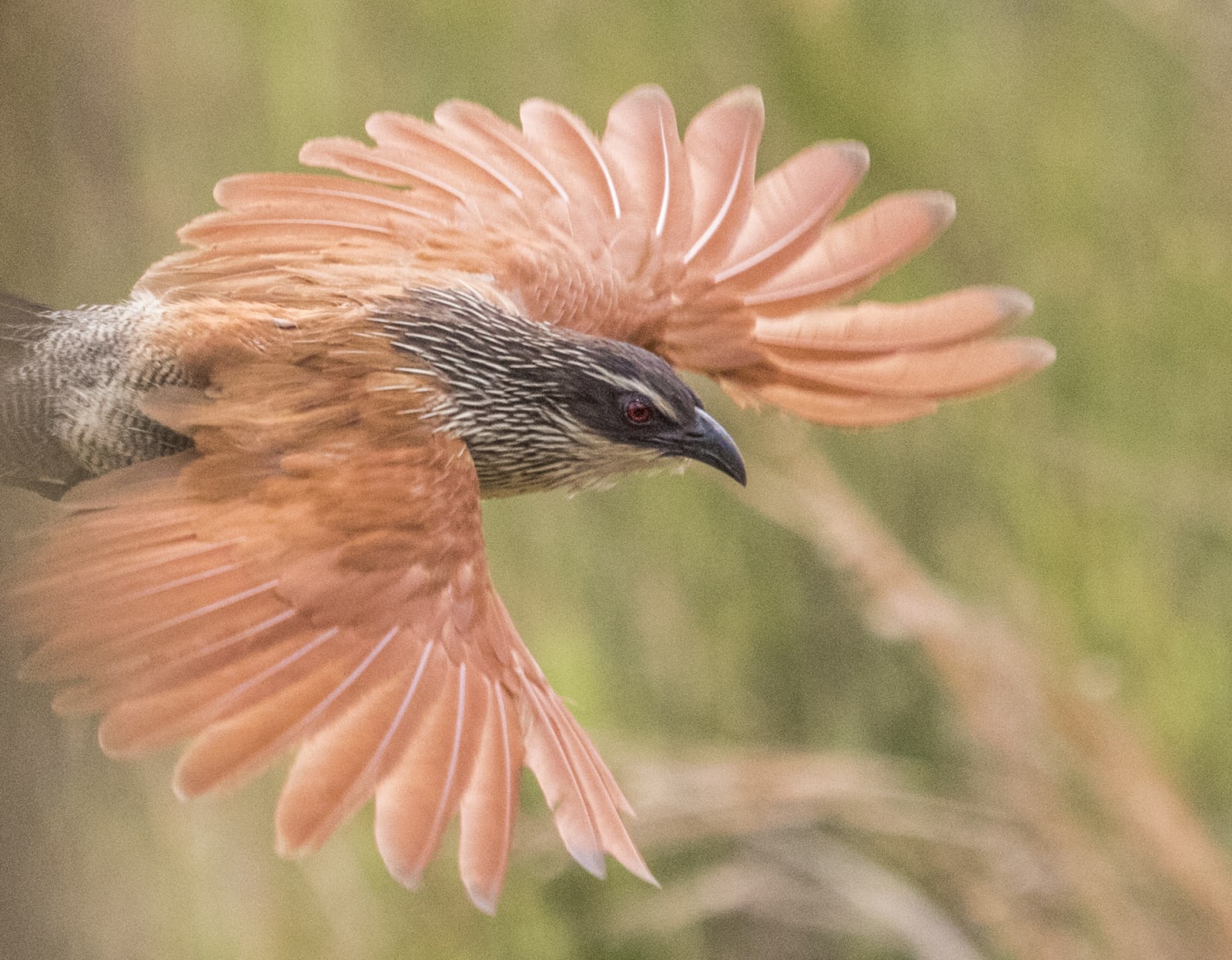 color nature photography bird