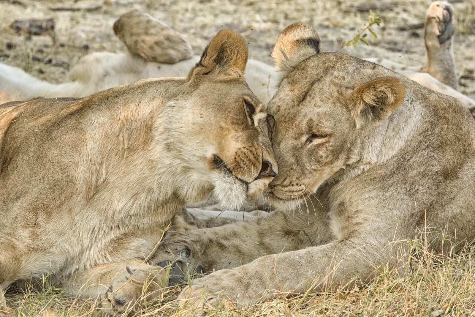 color nature photography lions
