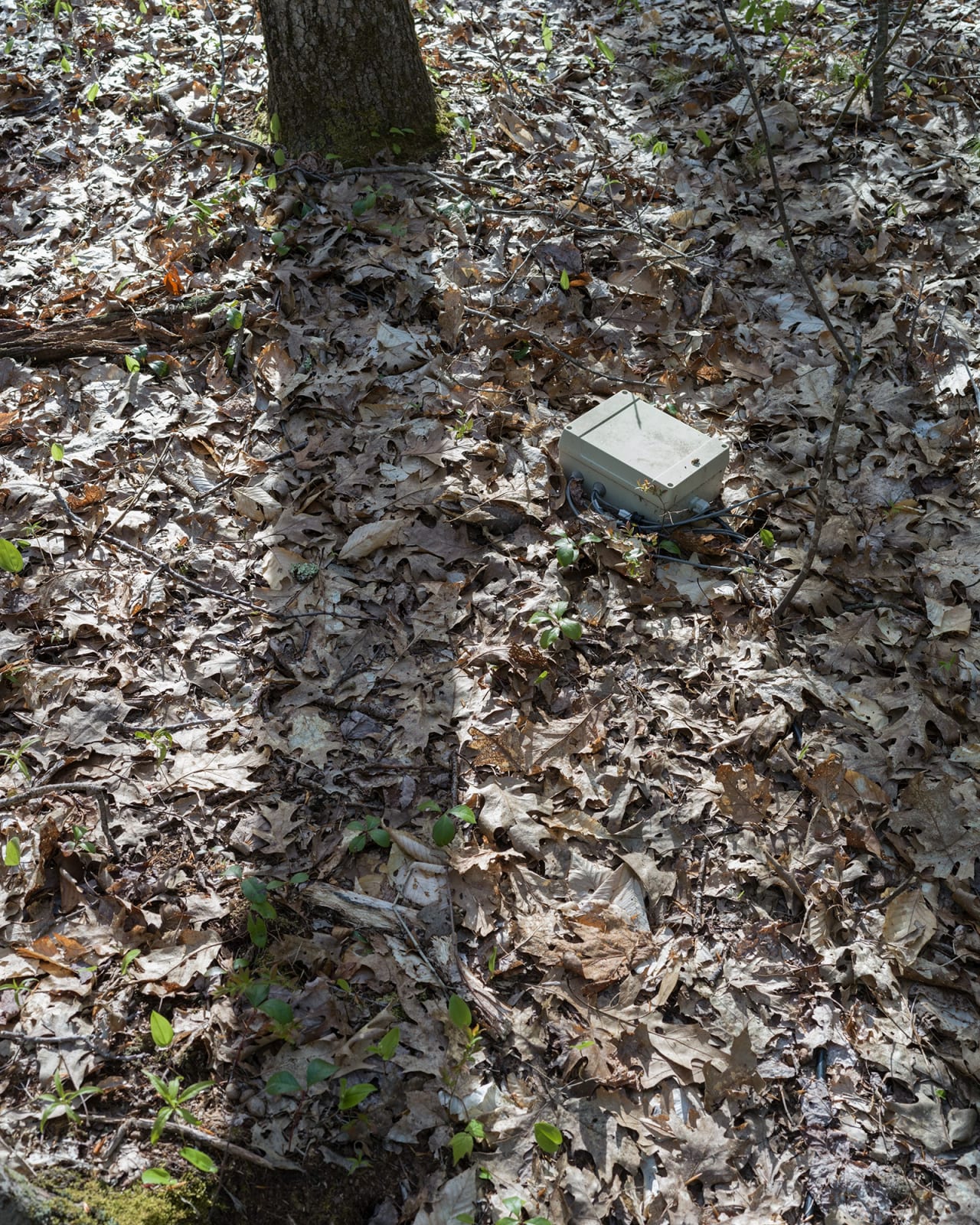 Photograph of forest floor