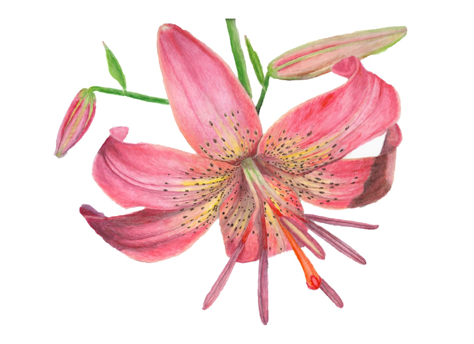 Print of a watercolor of a flower