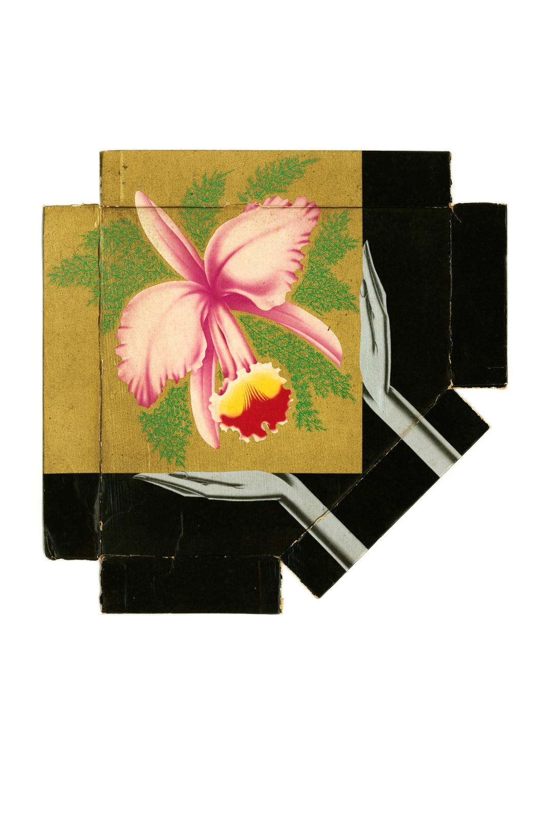 Photograph of an orchid
