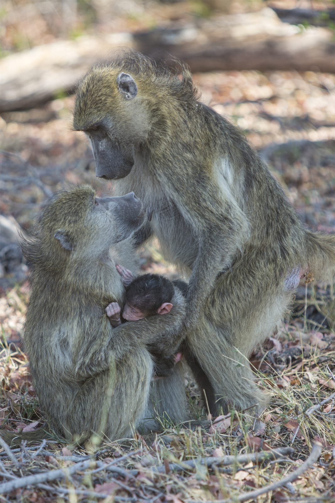 color nature photography baboons