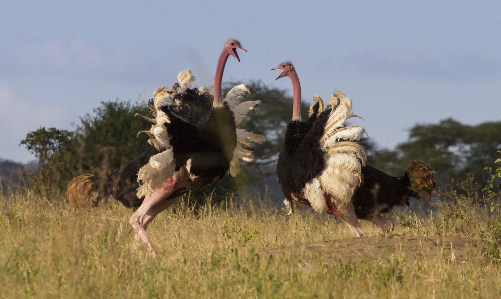 color nature photography ostriches