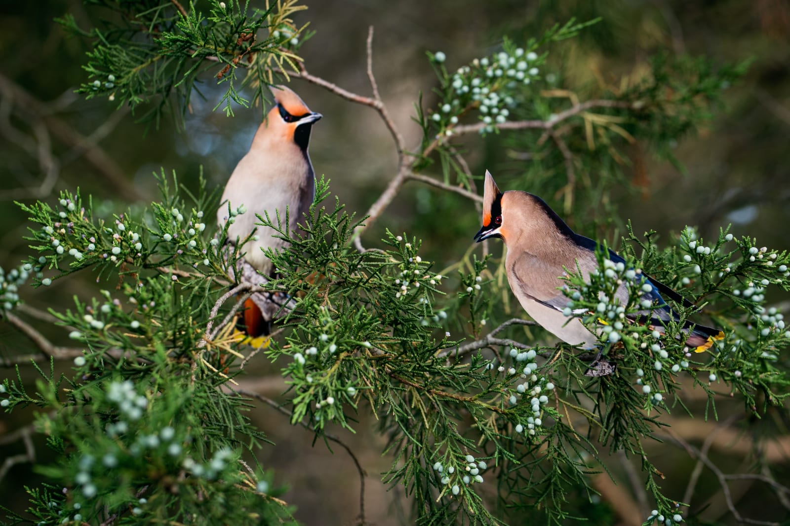 Photo of two birds
