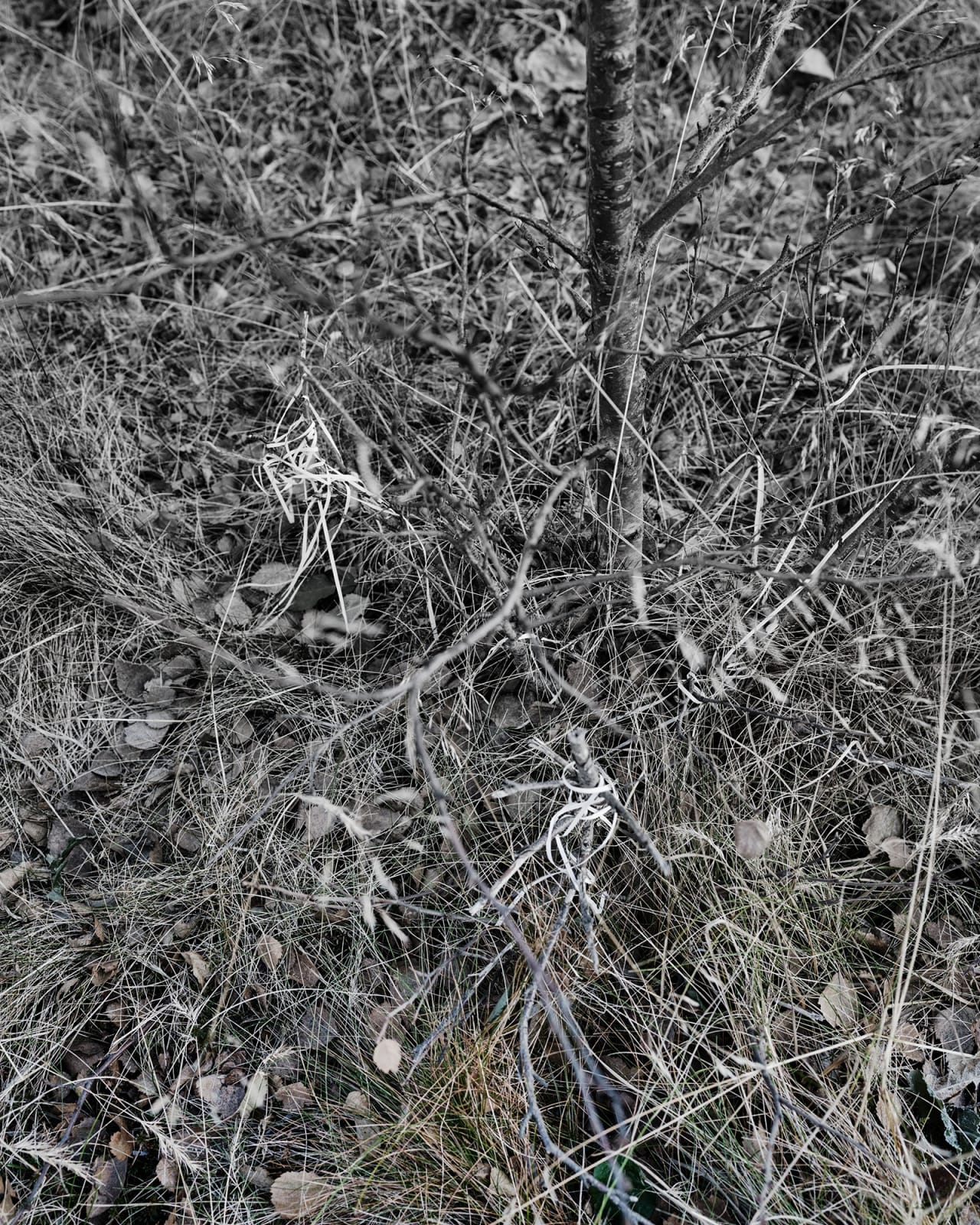 Photo of a tree.