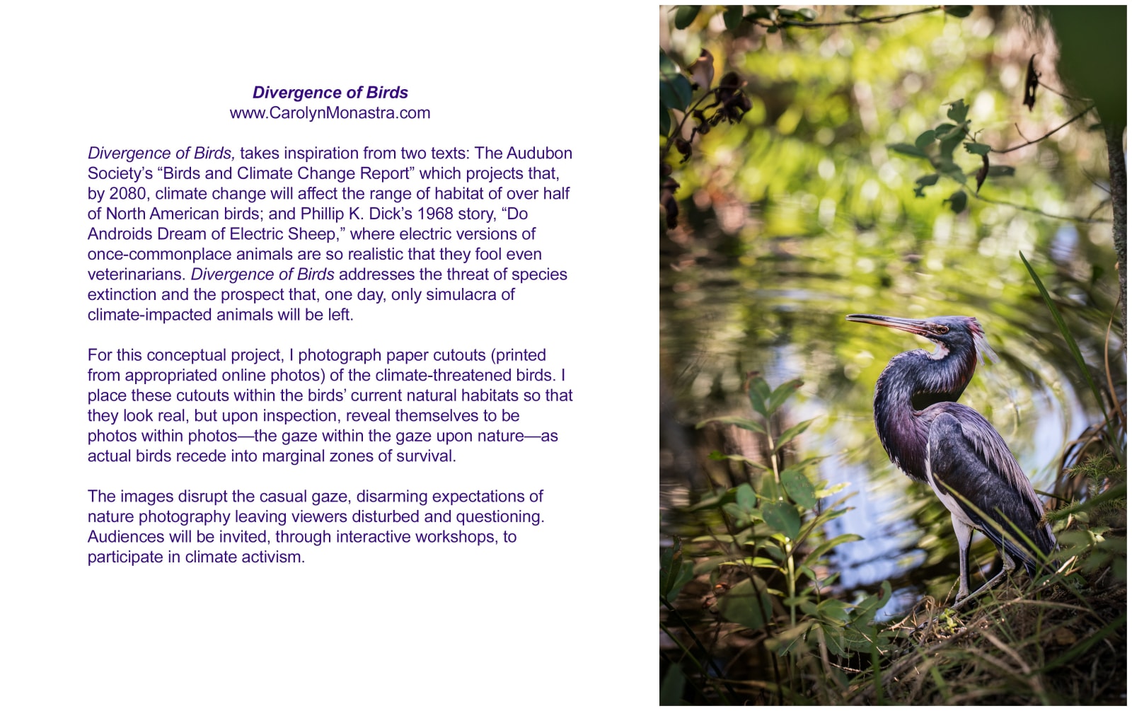 color photography nature birds heron