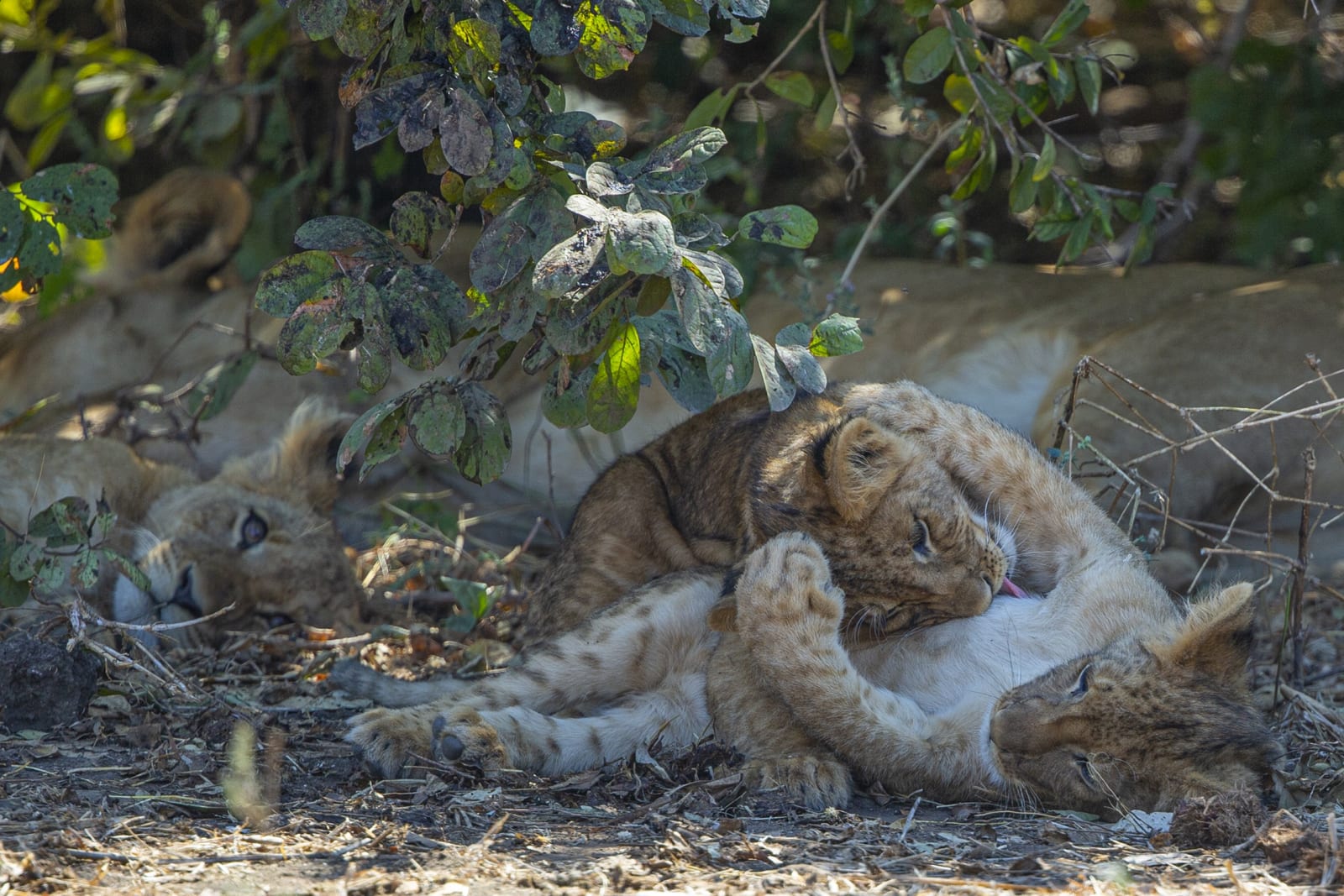 color nature photography lion cubs