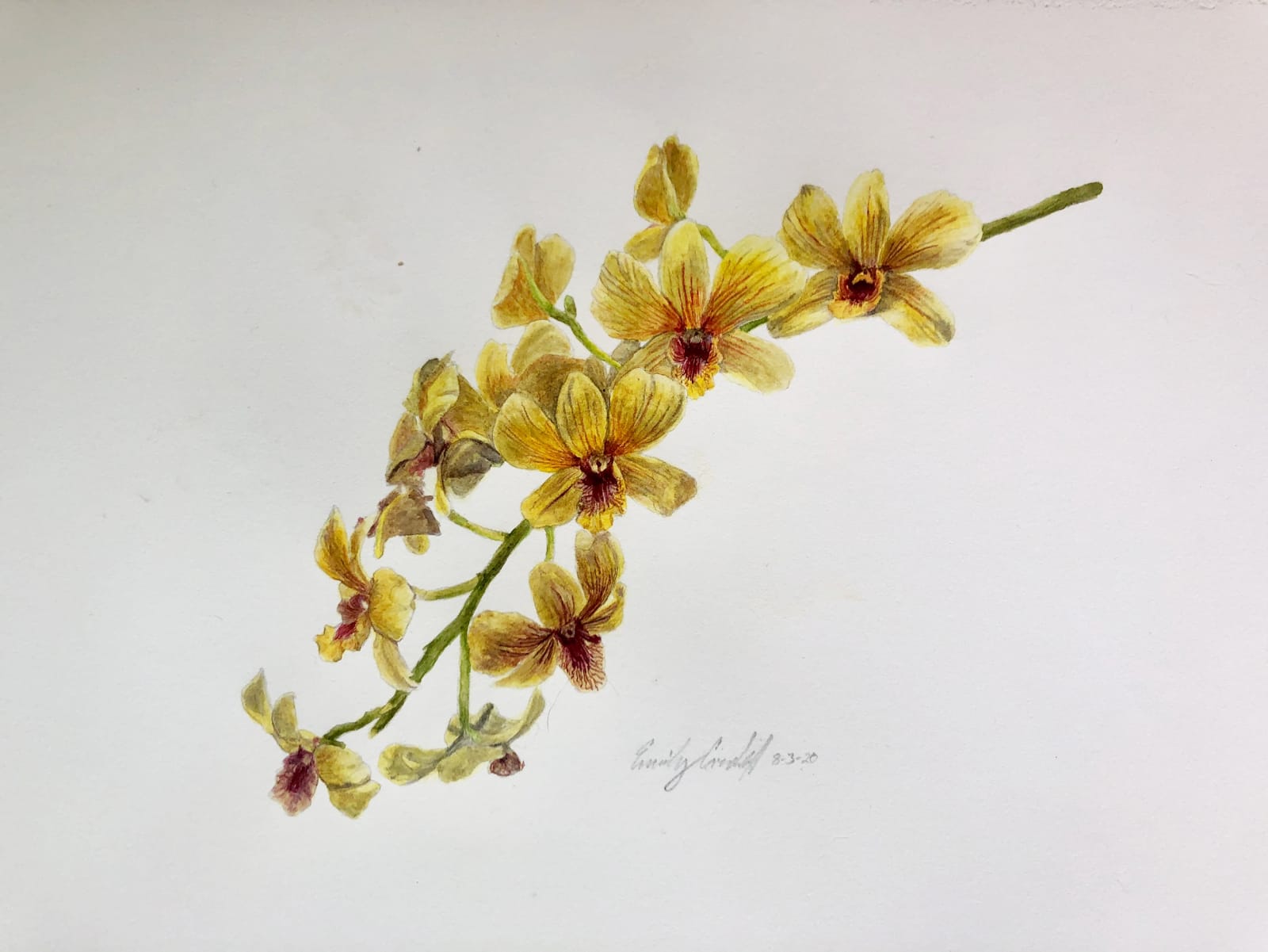 Watercolor of flowers