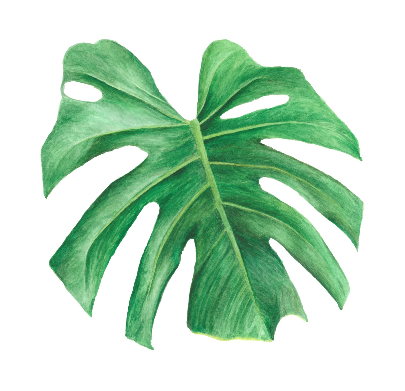 A watercolor of a leaf