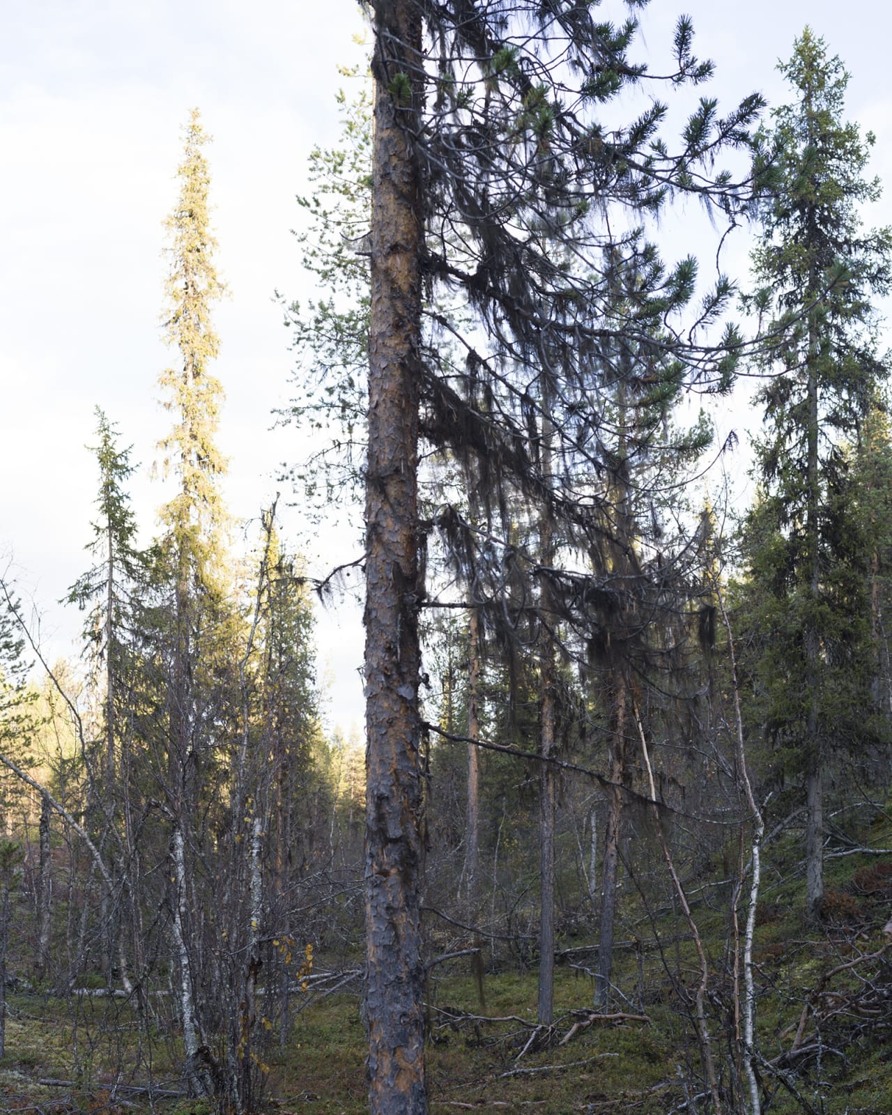 Photograph of a tree