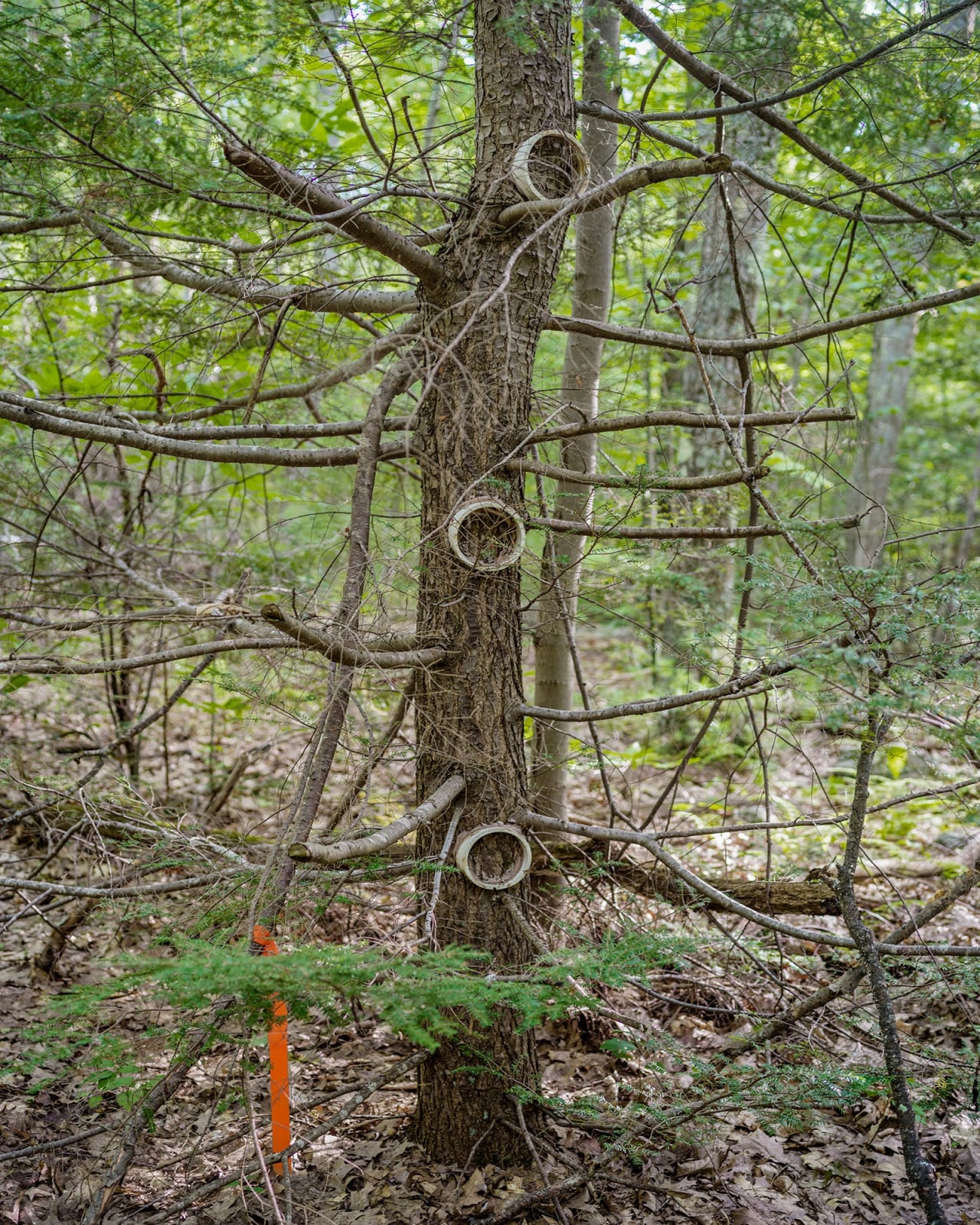 Photograph of a tree.