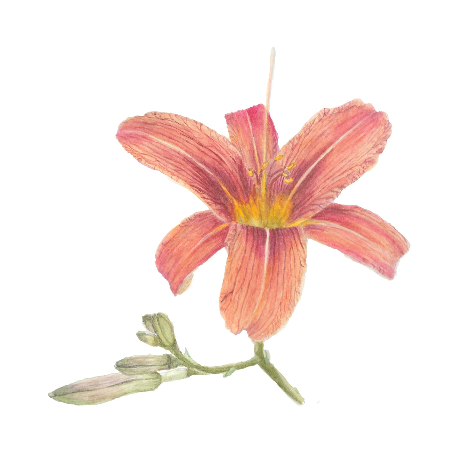 Print of a watercolor of a flower