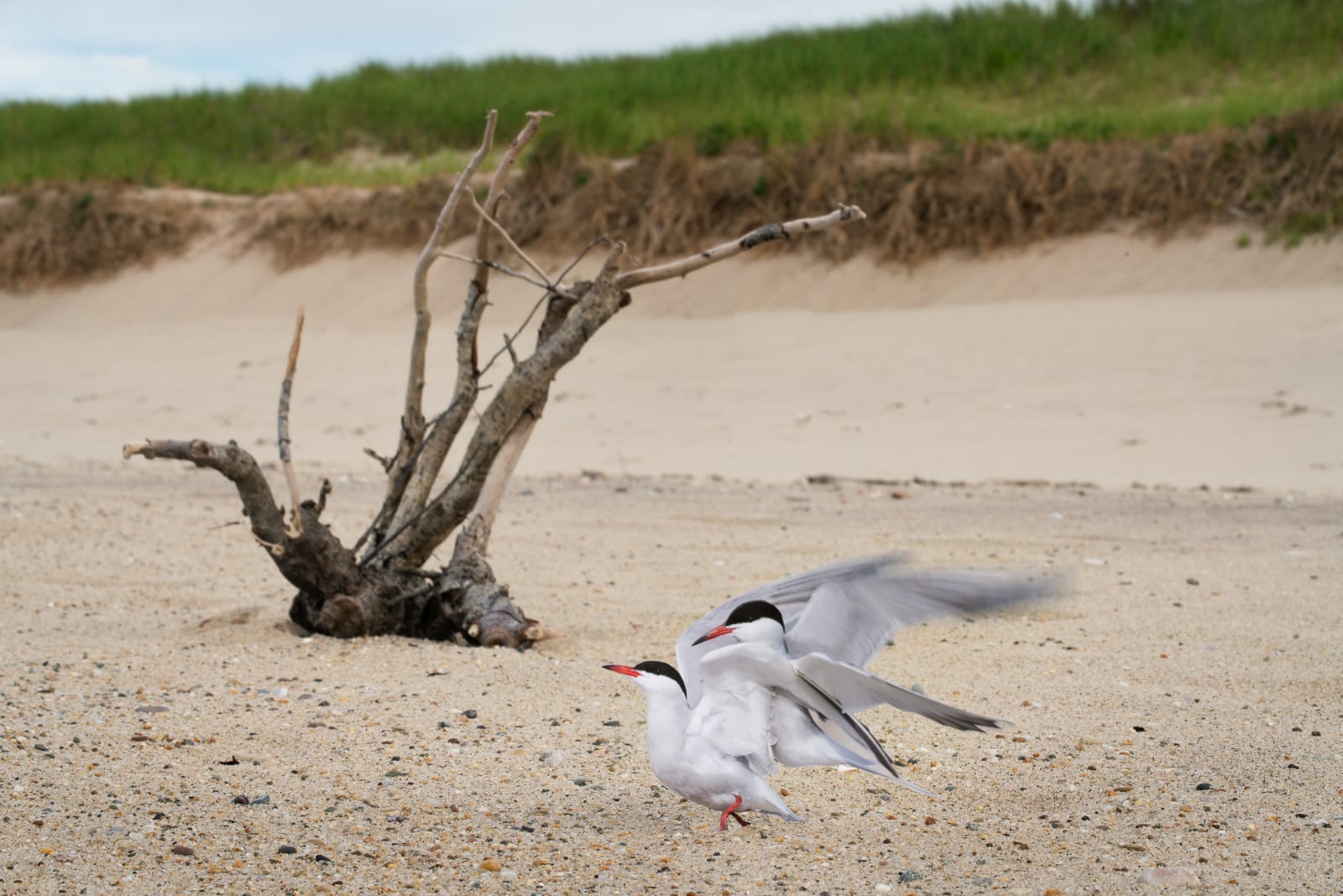 Photo of two birds