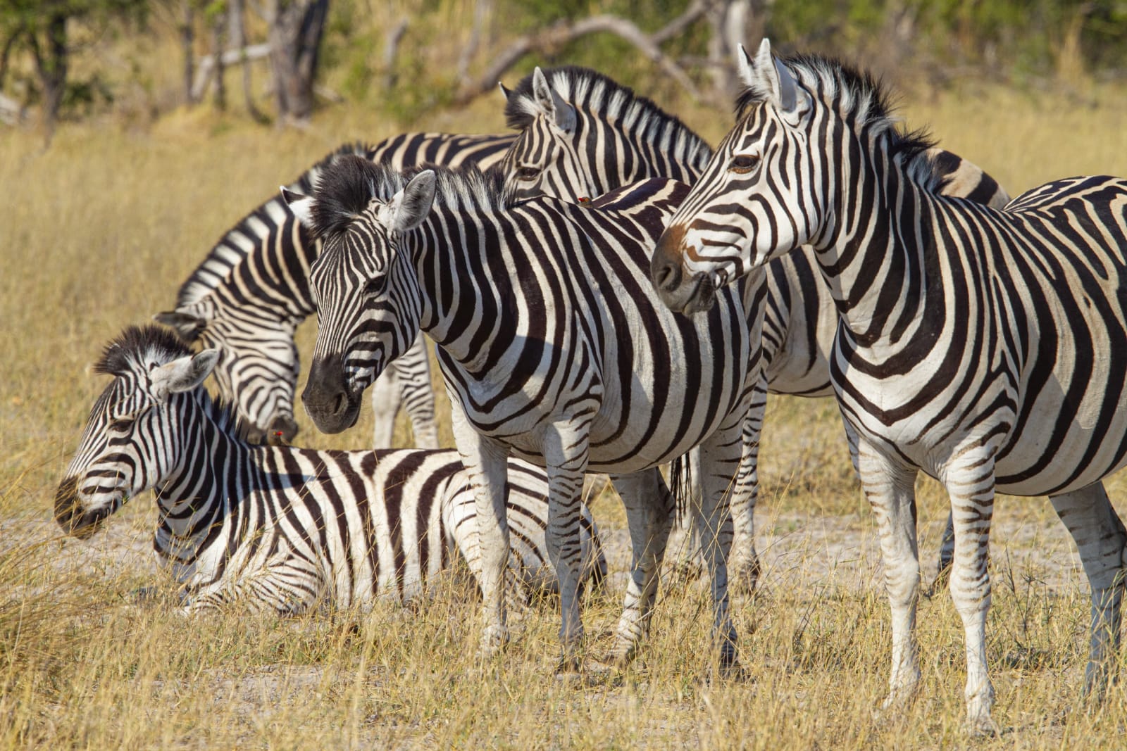 color nature photography zebras