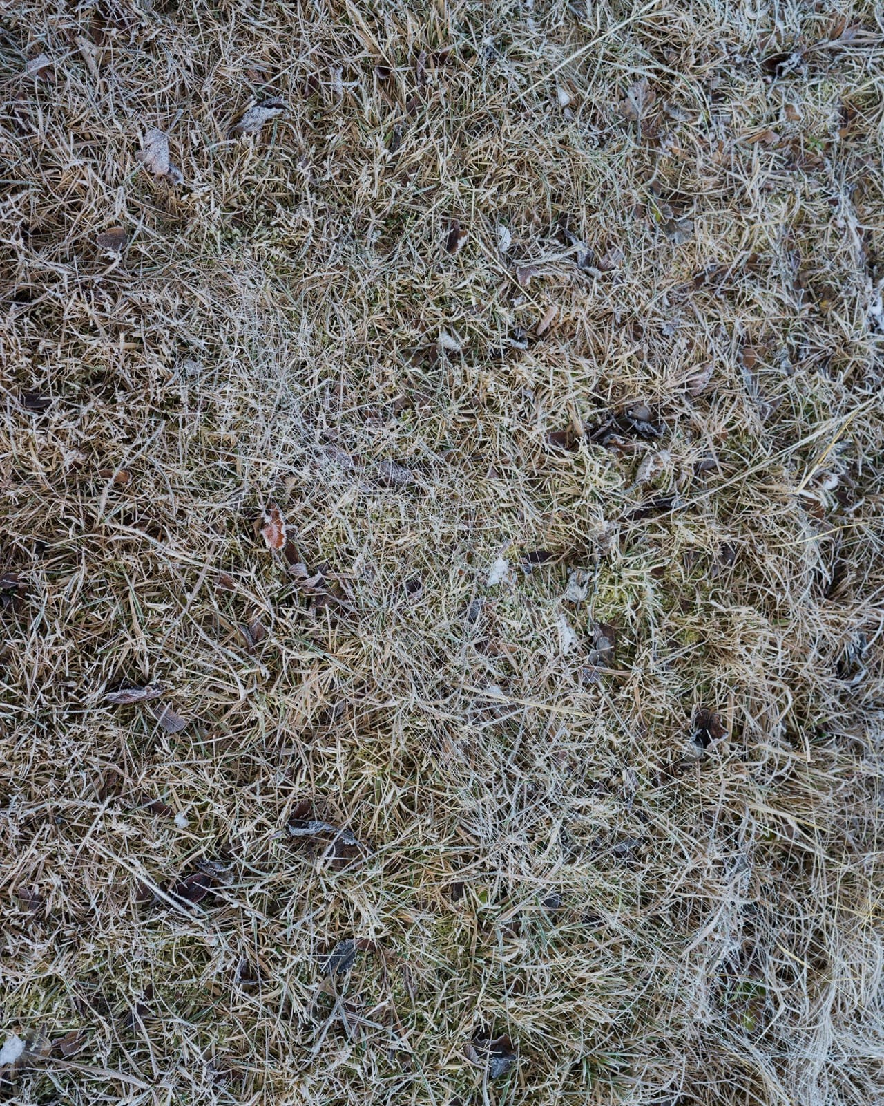 Photograph of grass.