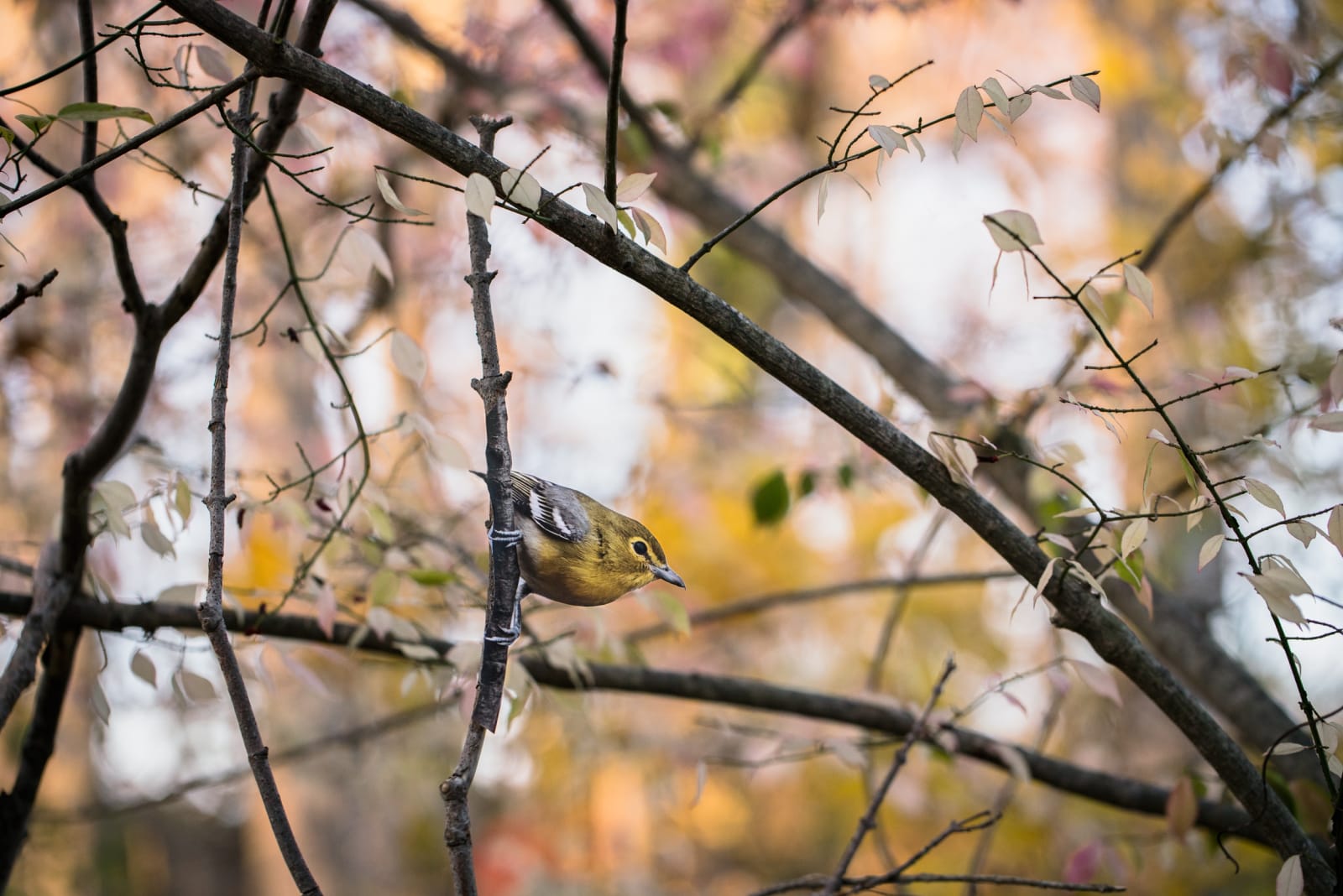 Photo of a bird