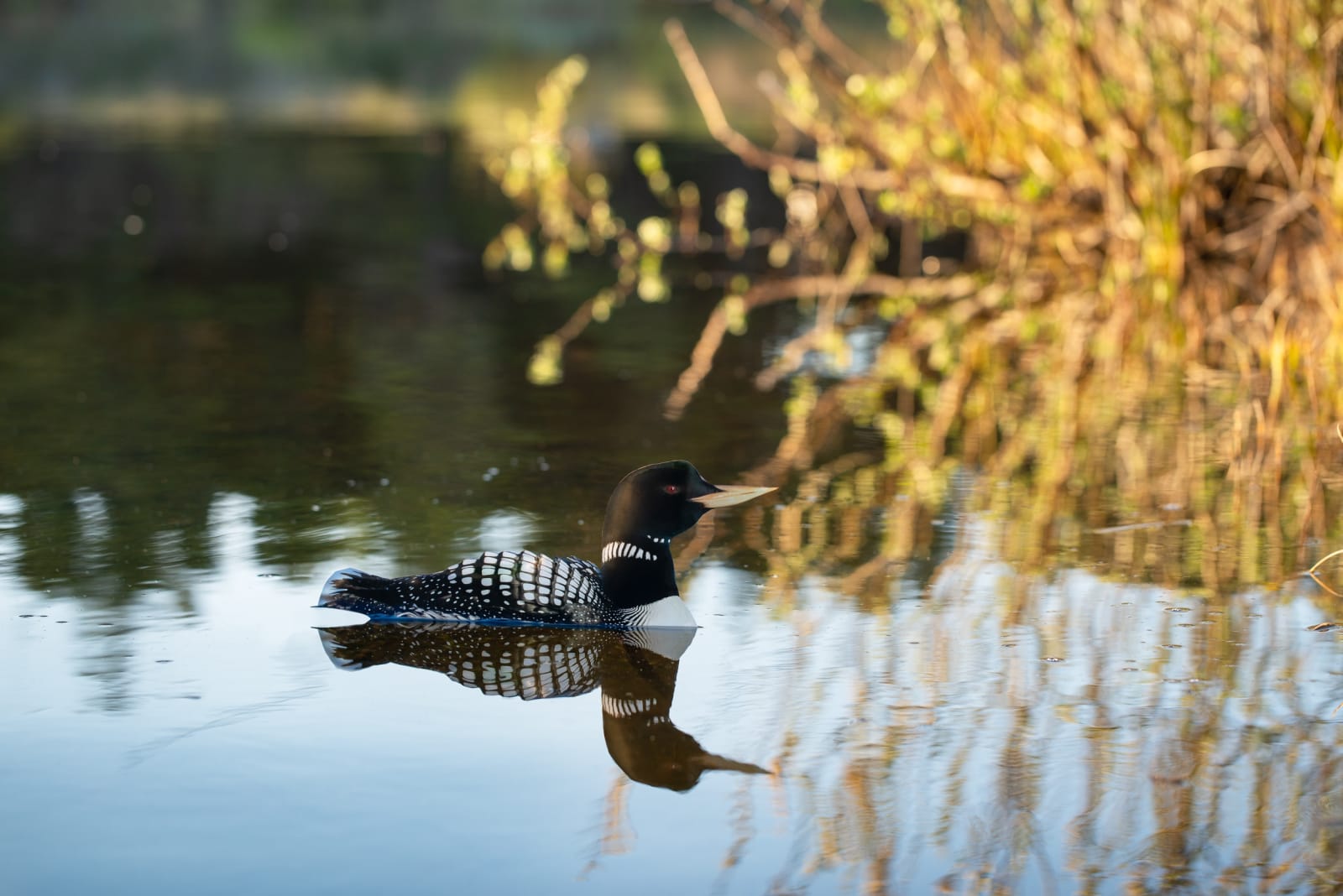 Photo of swimming bird