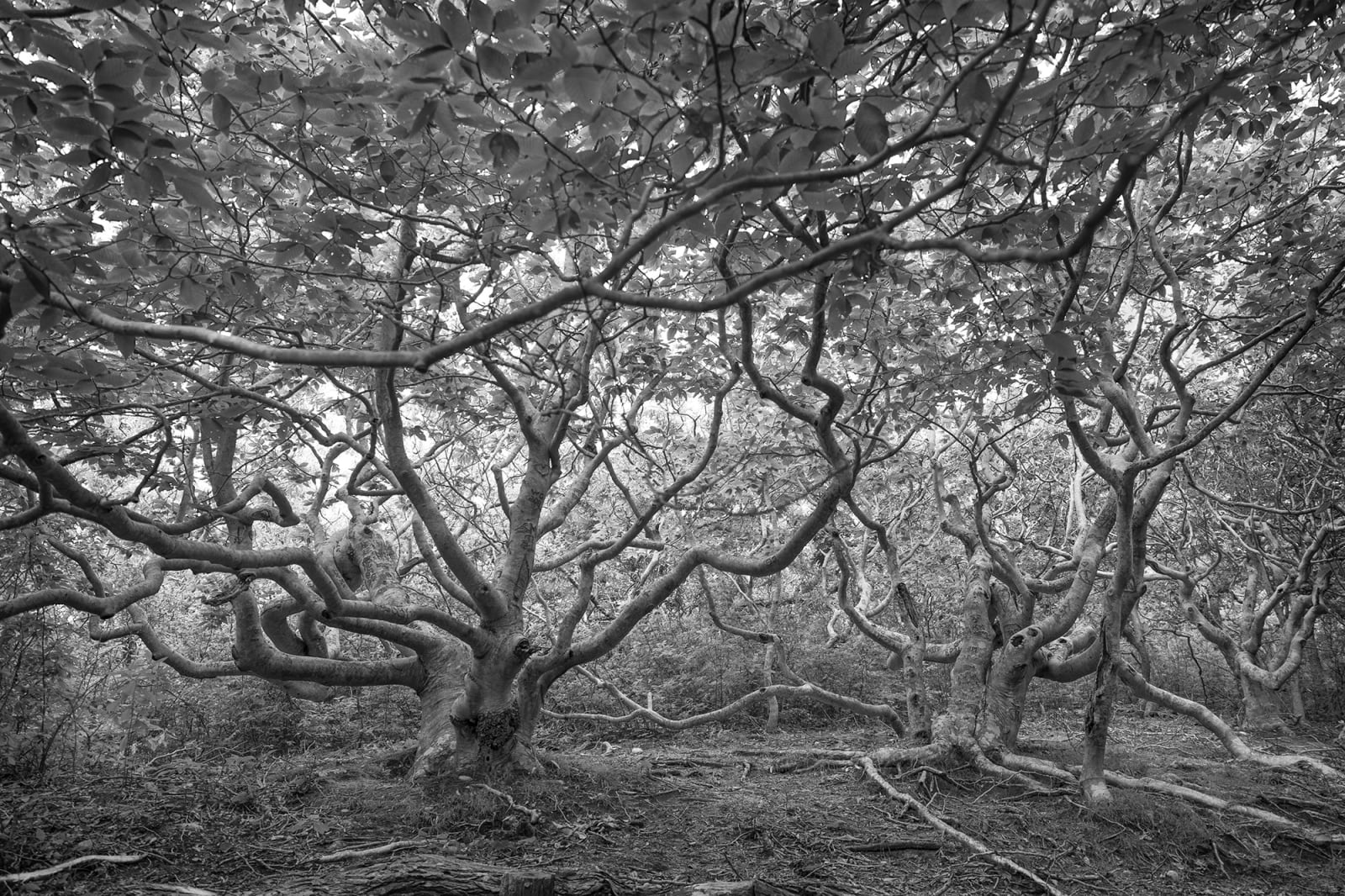 black and white landscape photography trees