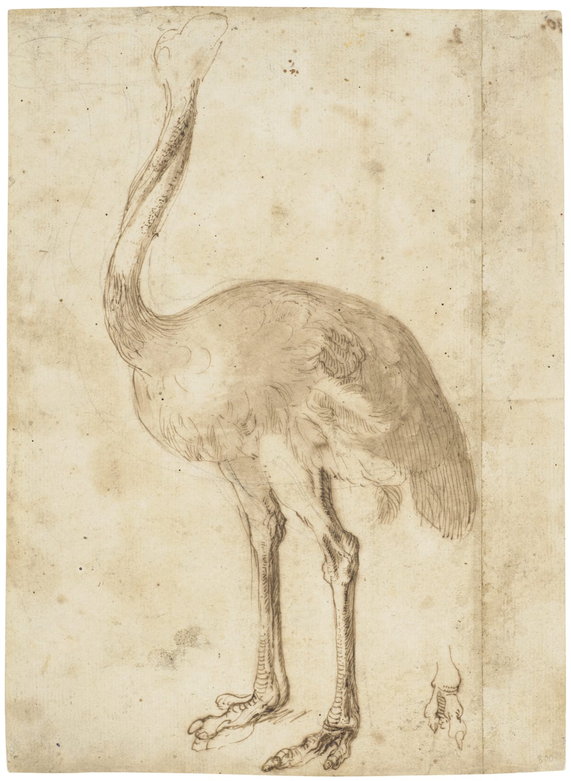 Frans Snijders (Antwerpen 1579 - 1657), A Study of an Ostrich