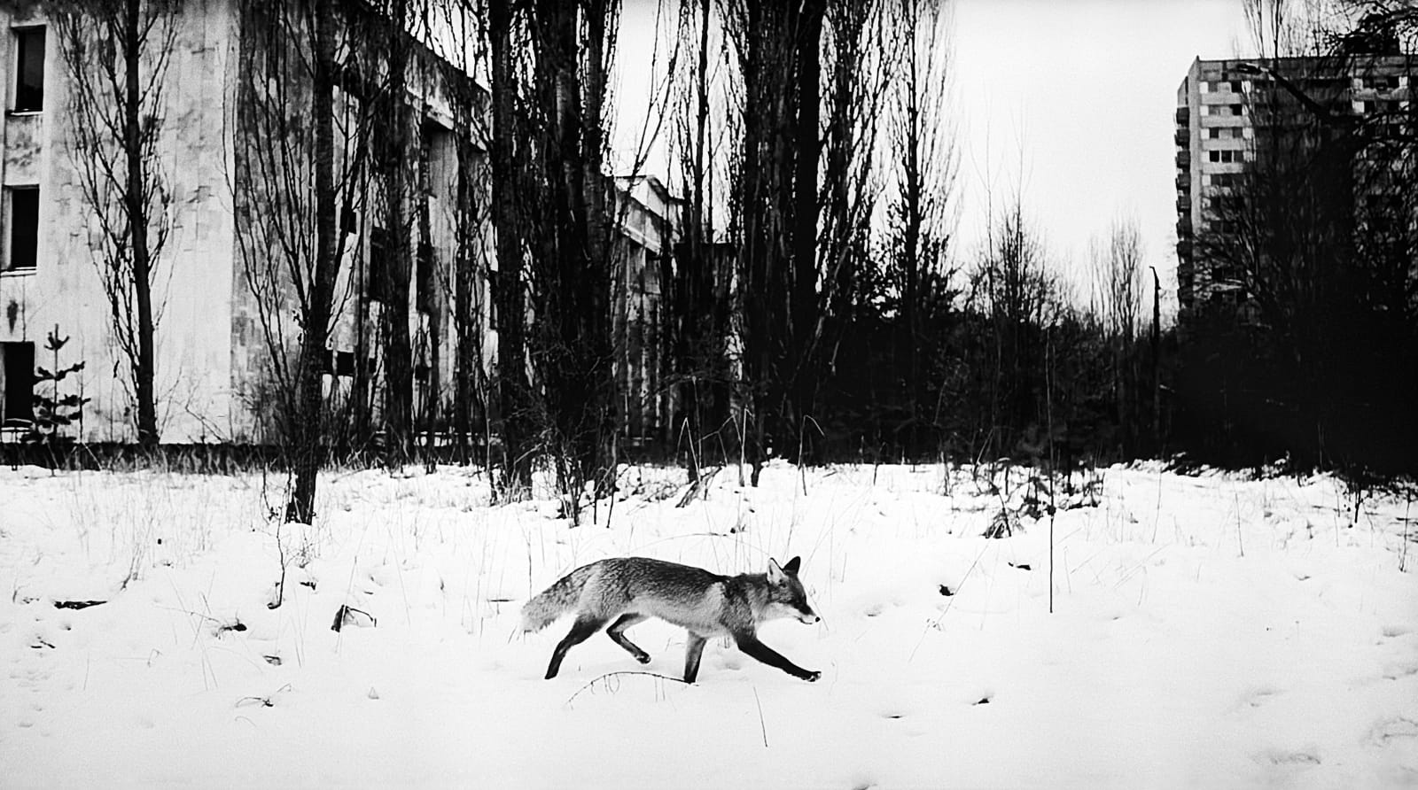 Jo Ractliffe, still #45