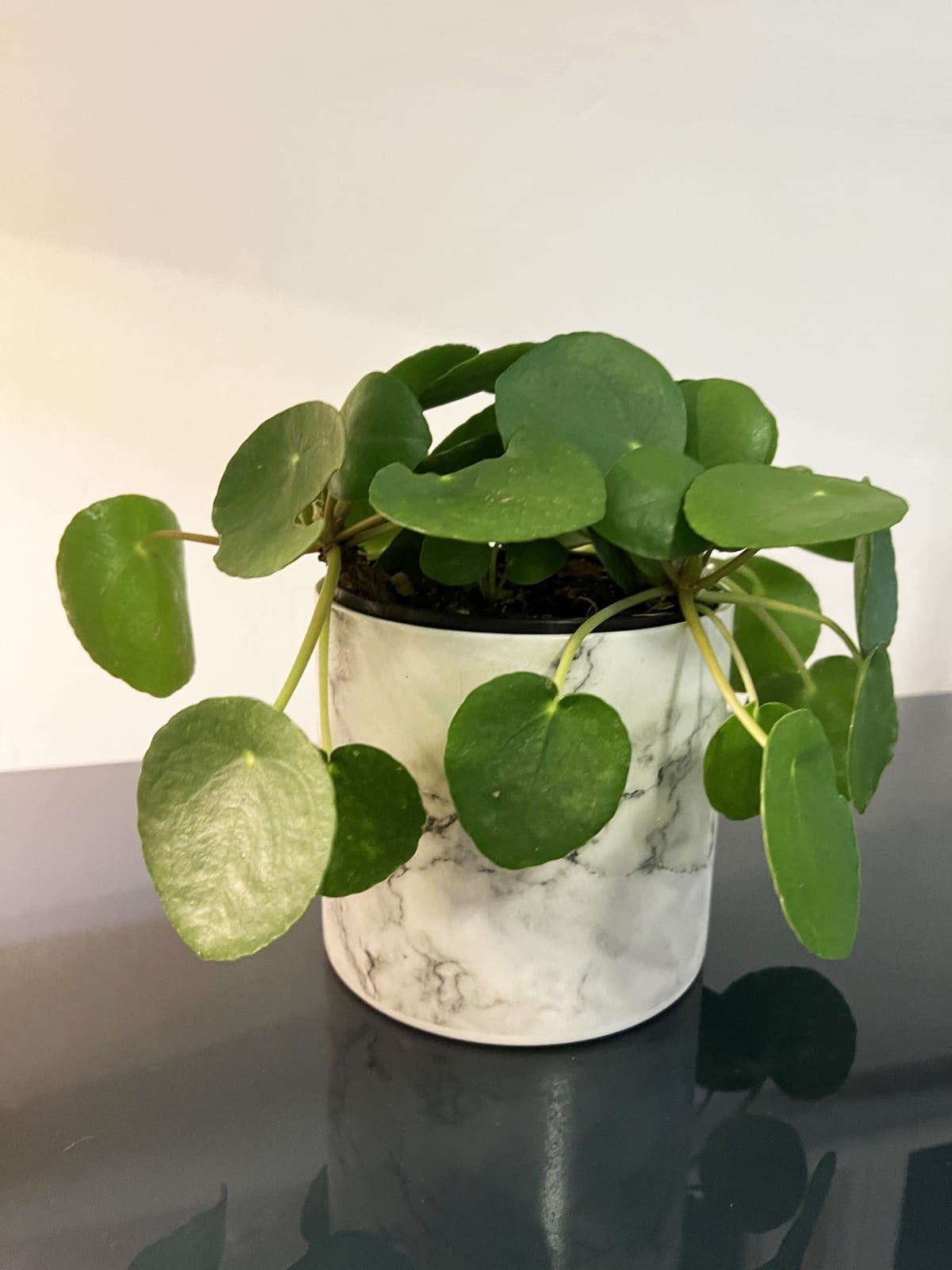 JFF Plant Shop, Money Plant