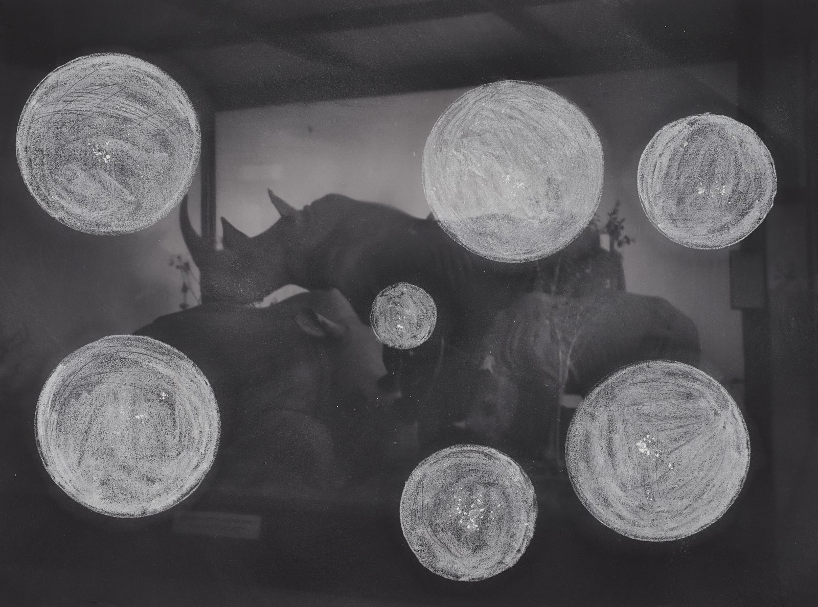 WHITENESS ETHNOGRAPHY [taxidermied rhino in the museum], 2021